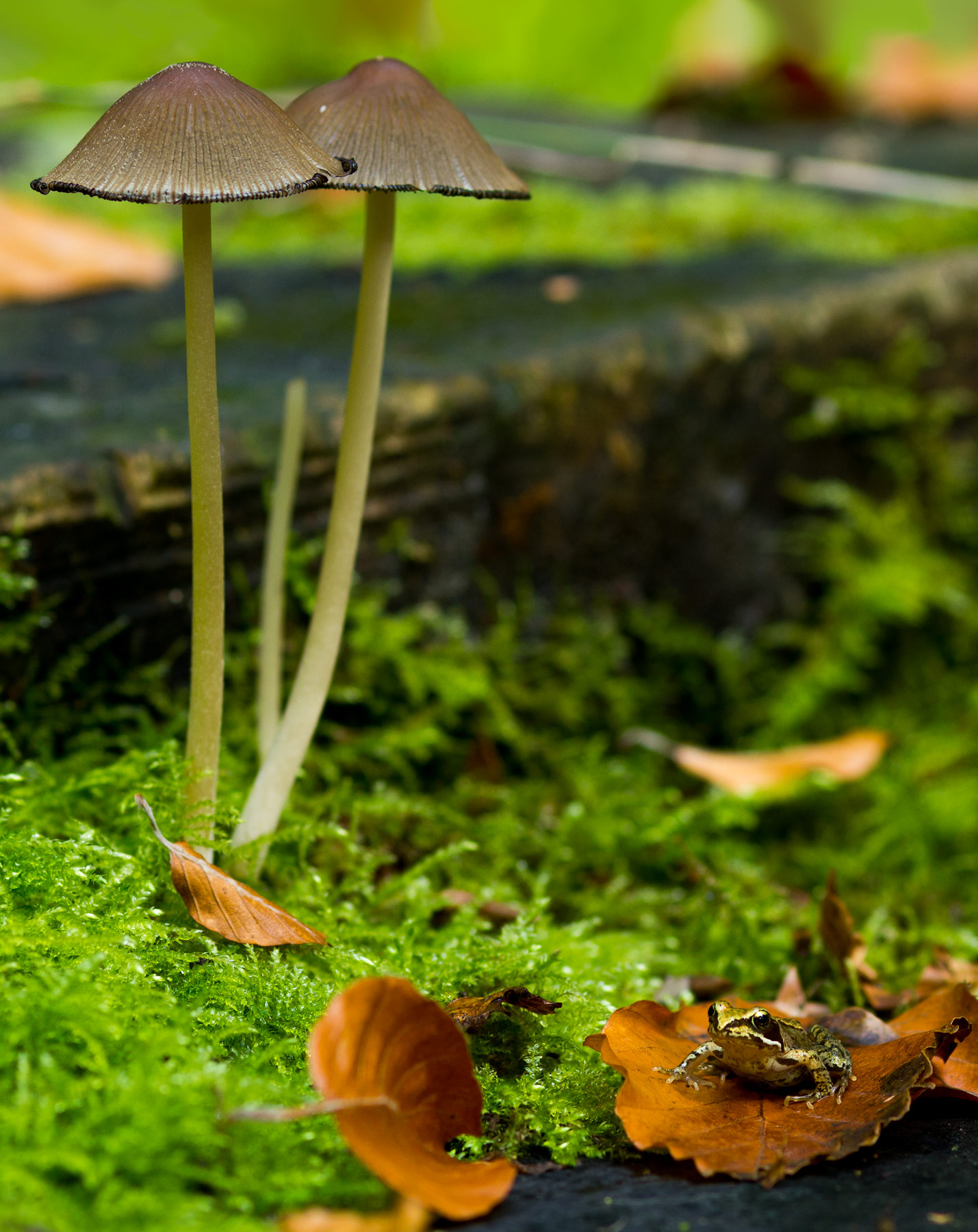 ubi maior mini minor