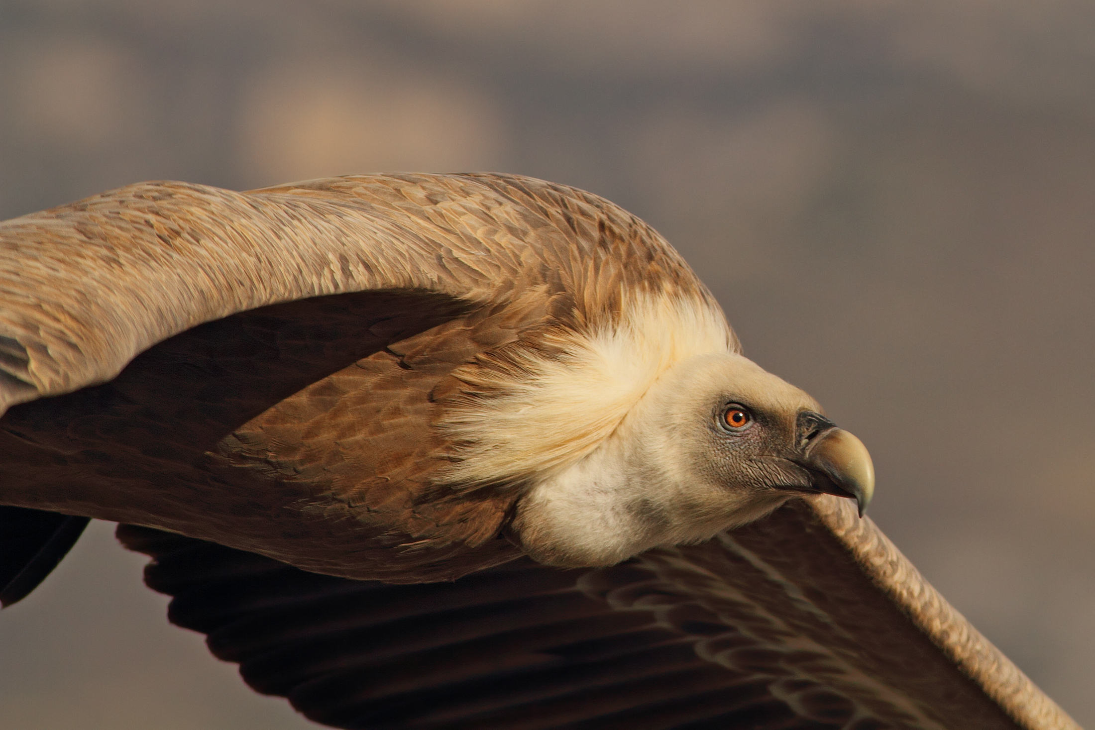Ritratto in volo......