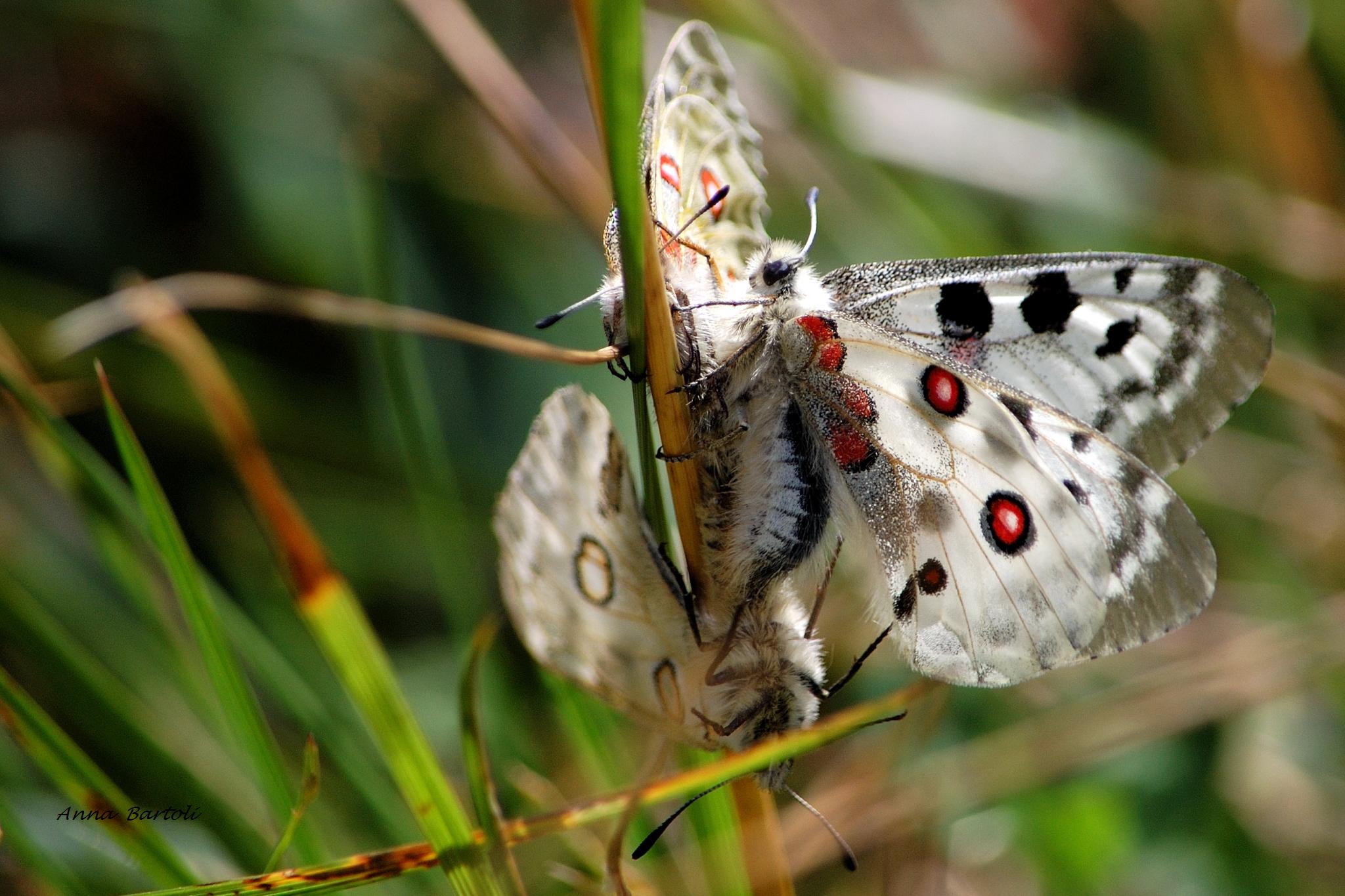 Parnassius apollo, coupled