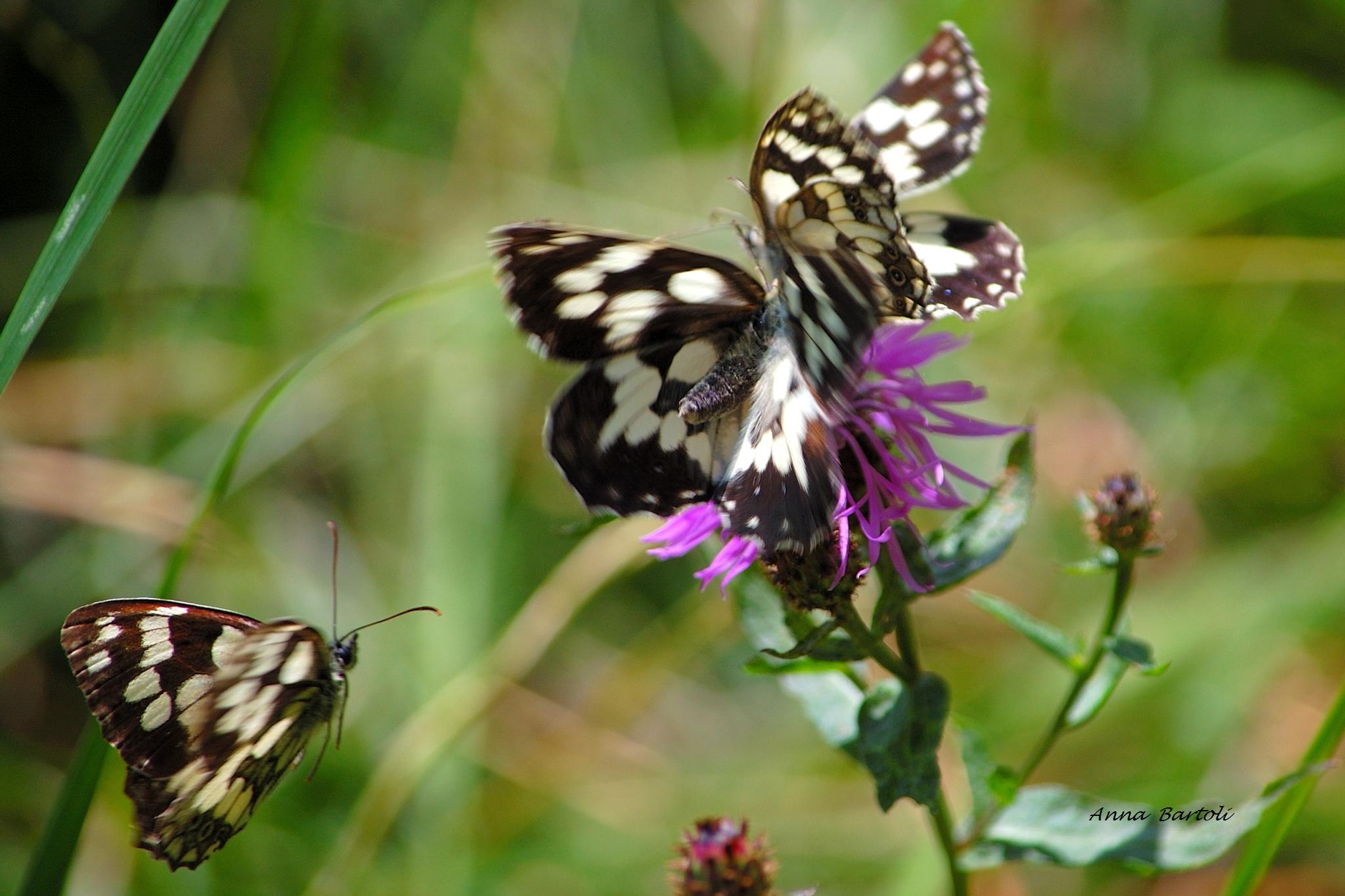 Melanargia galatea, all the most beautiful flower