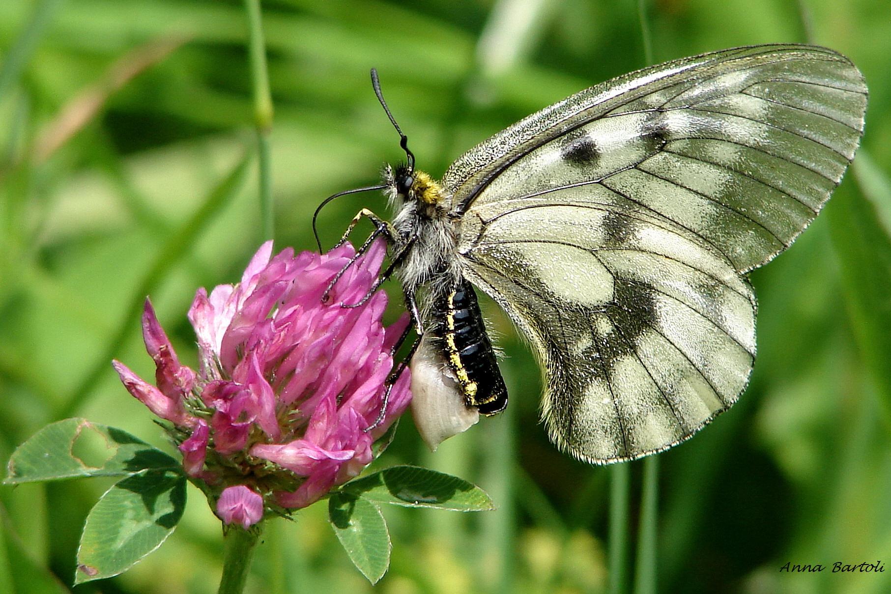 Parnassius mnemosyne, with chastity belt
