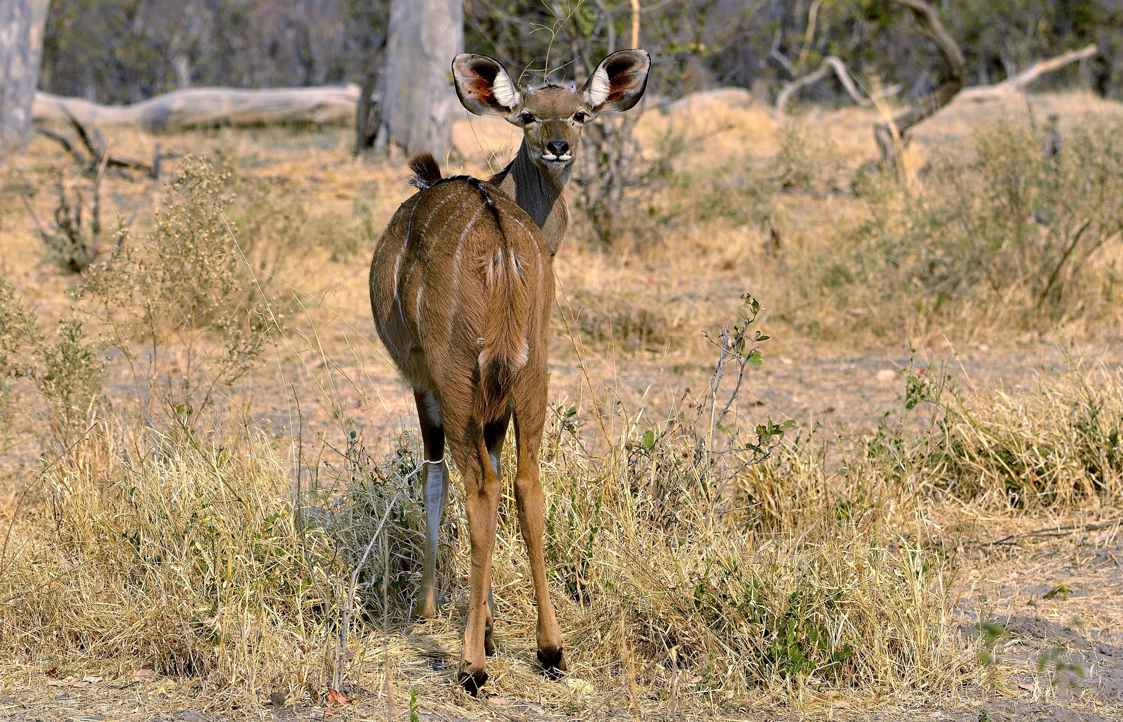 kudu