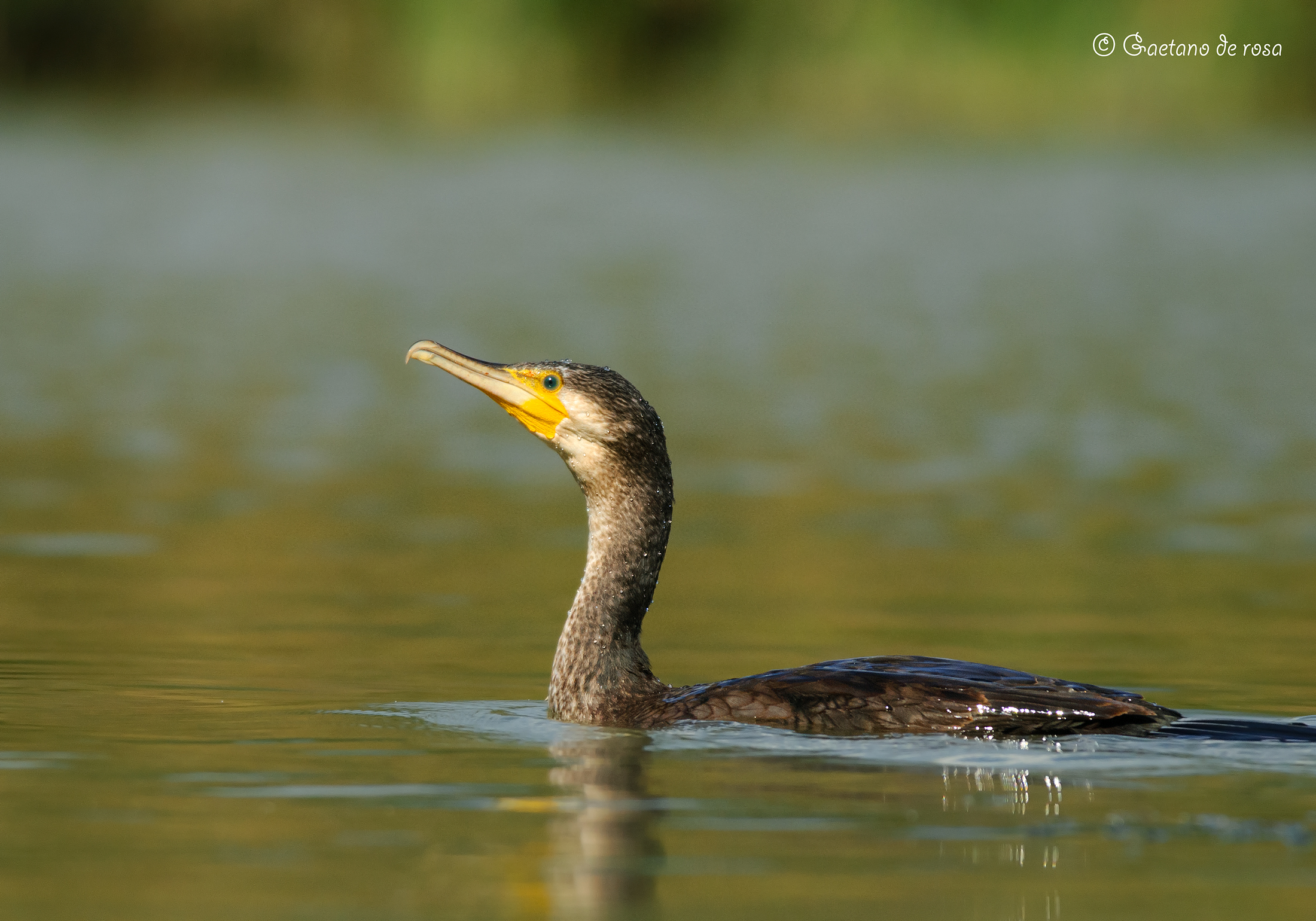 Cormorant