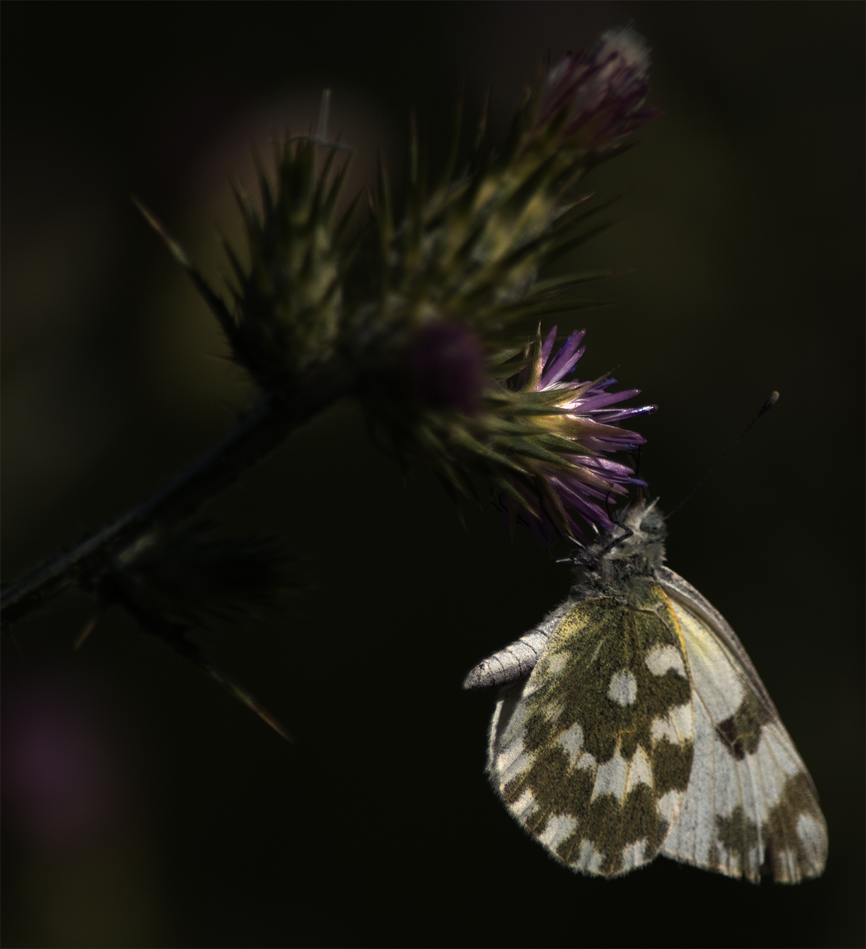 Aggrappandosi ad un fiore