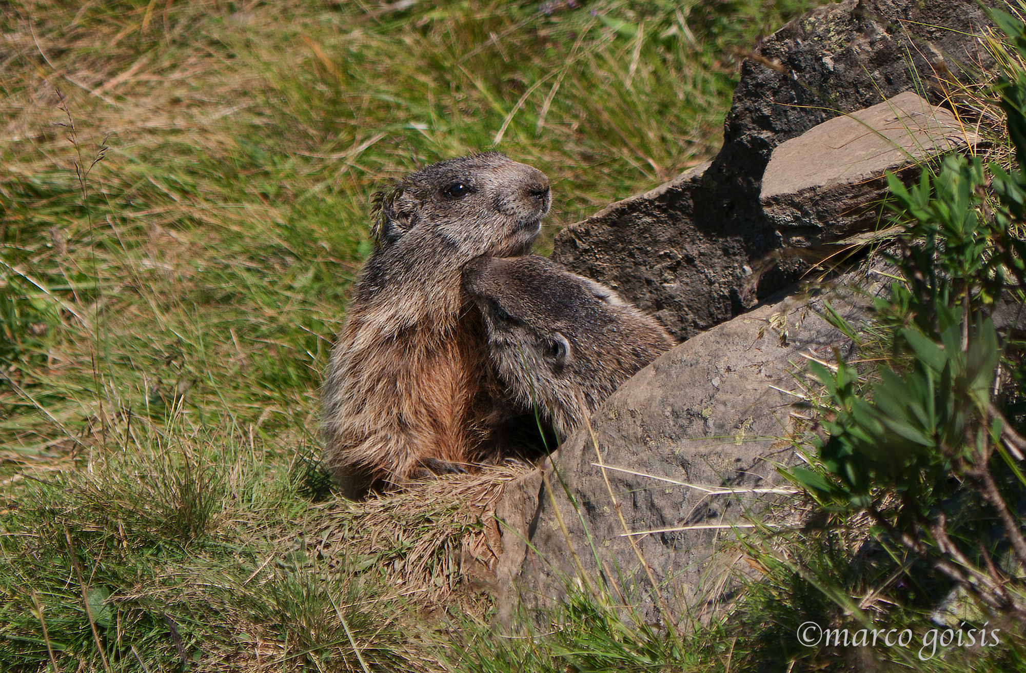 Marmotta 1