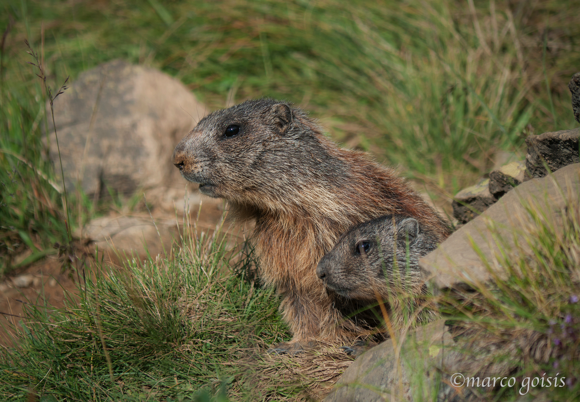 Marmotta 2