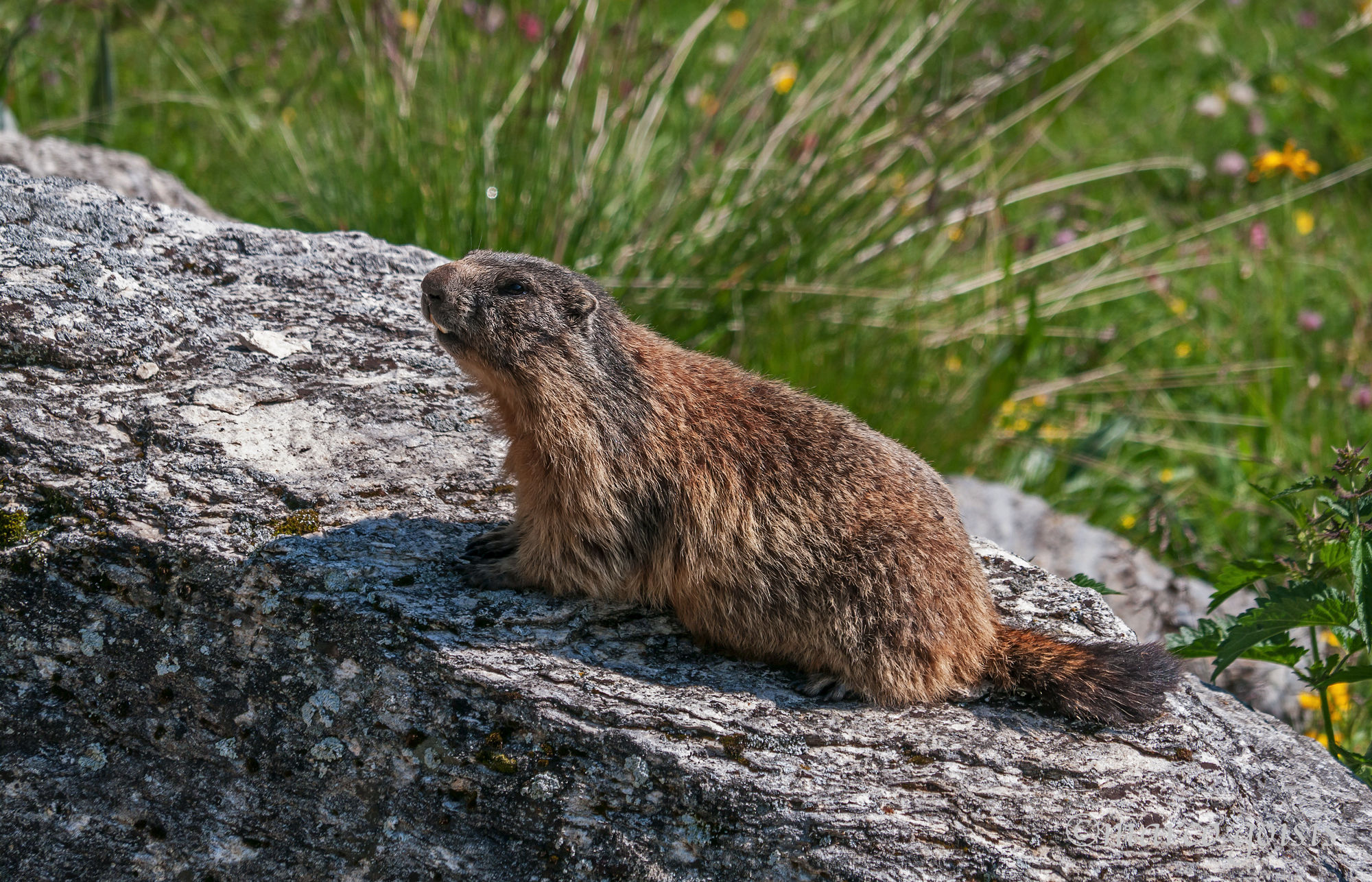 Marmotta 7