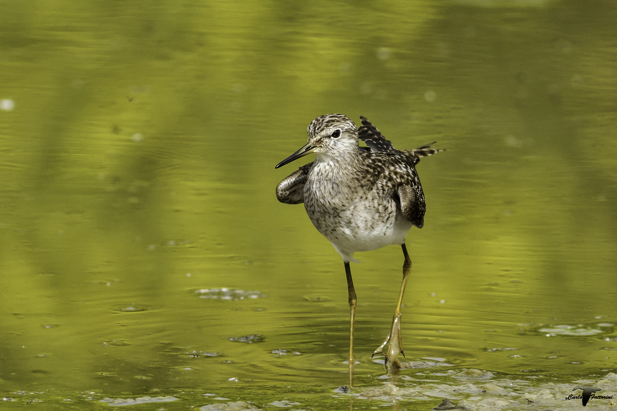 piro piro boschereccio