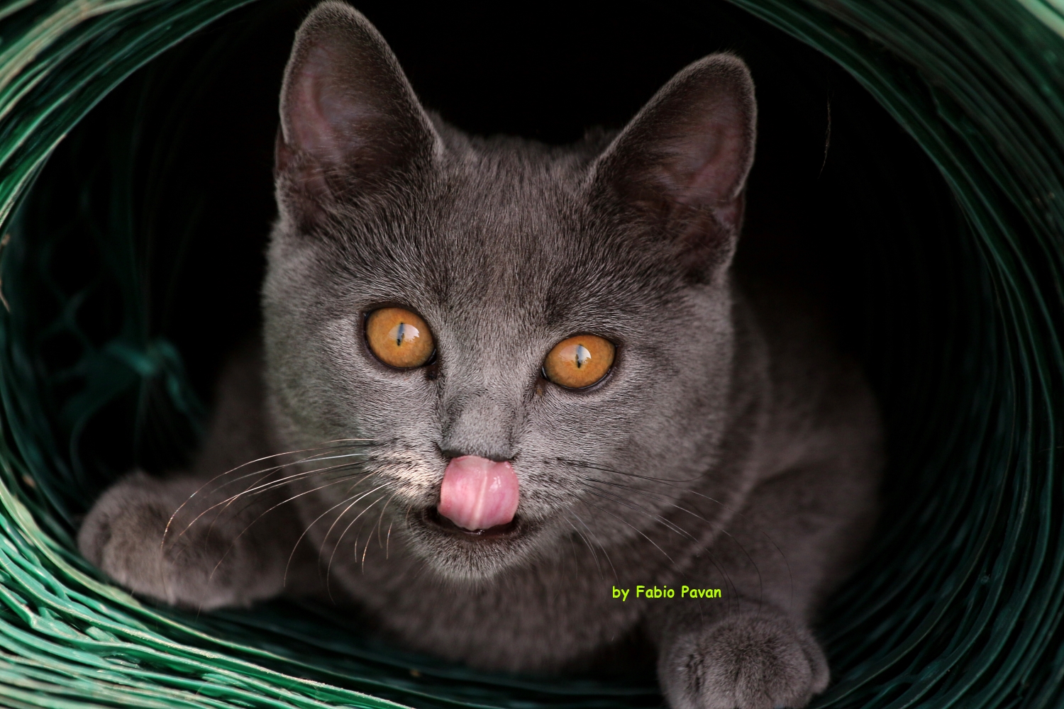 Chartreux