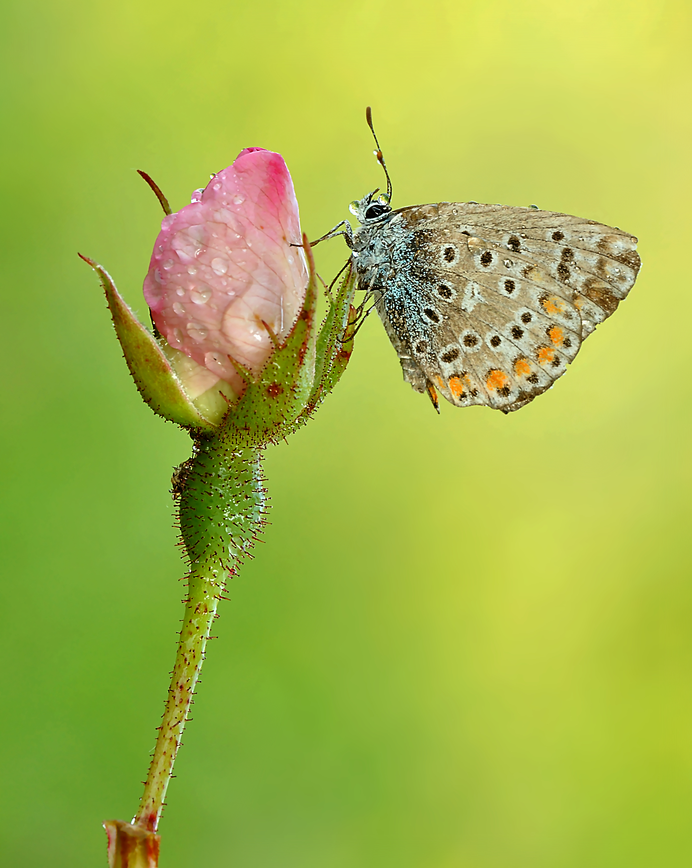 Where the wild roses grow