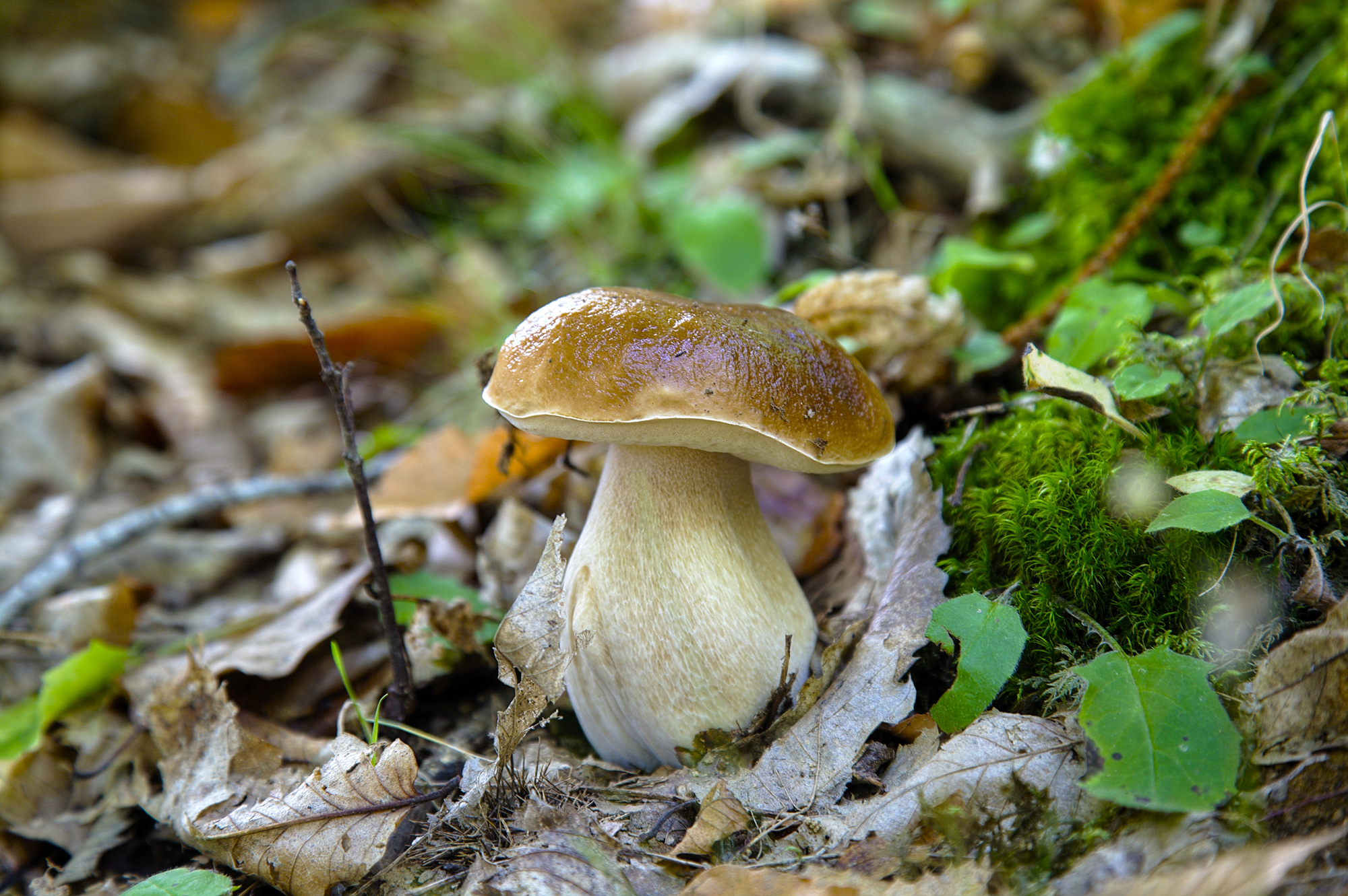 Fungo Porcino del Casentino