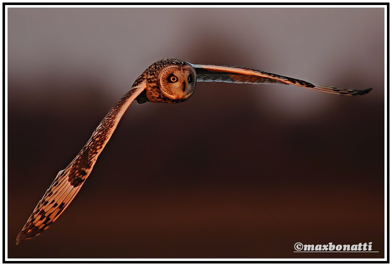 Short-eared Owl
