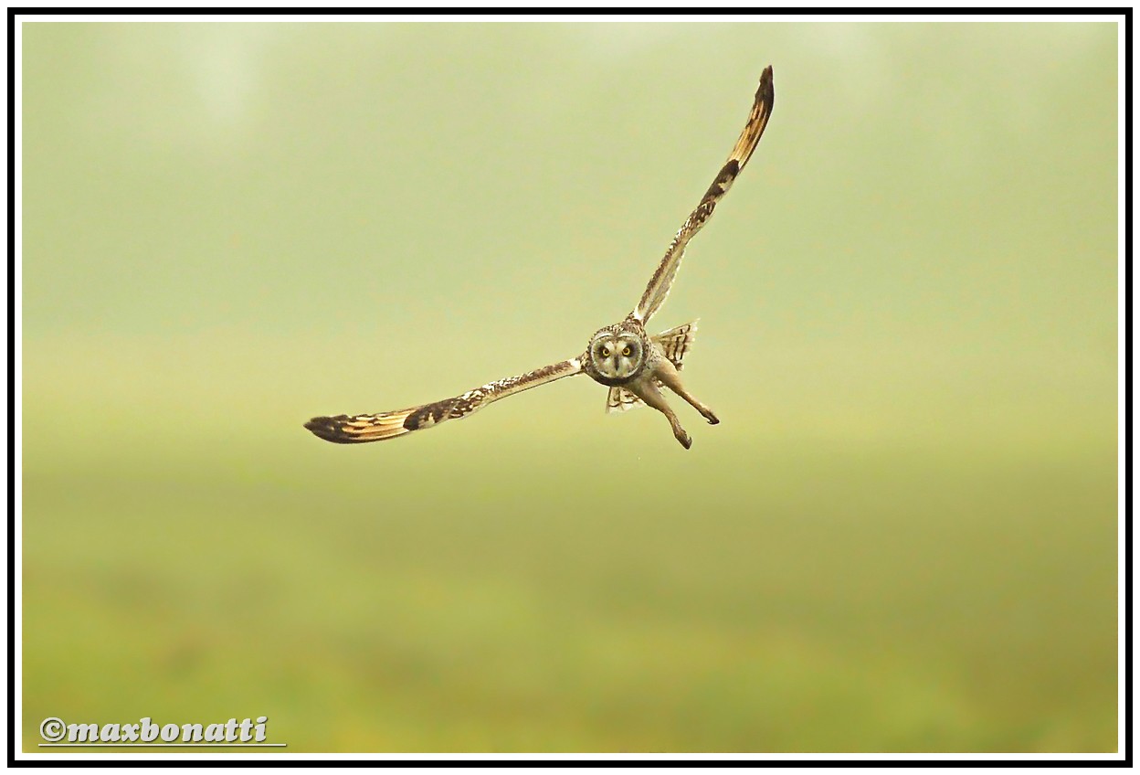 Short-eared Owl