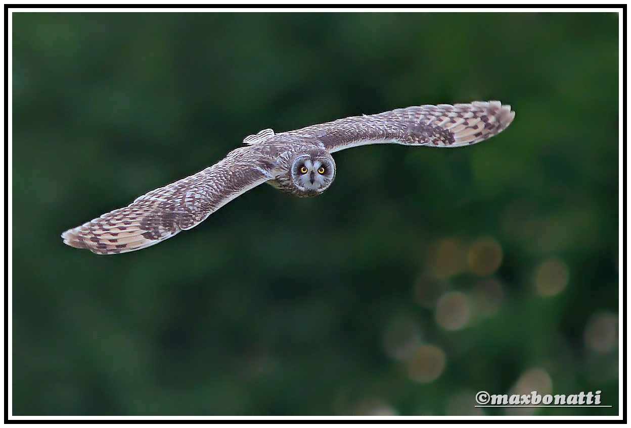 Short-eared Owl