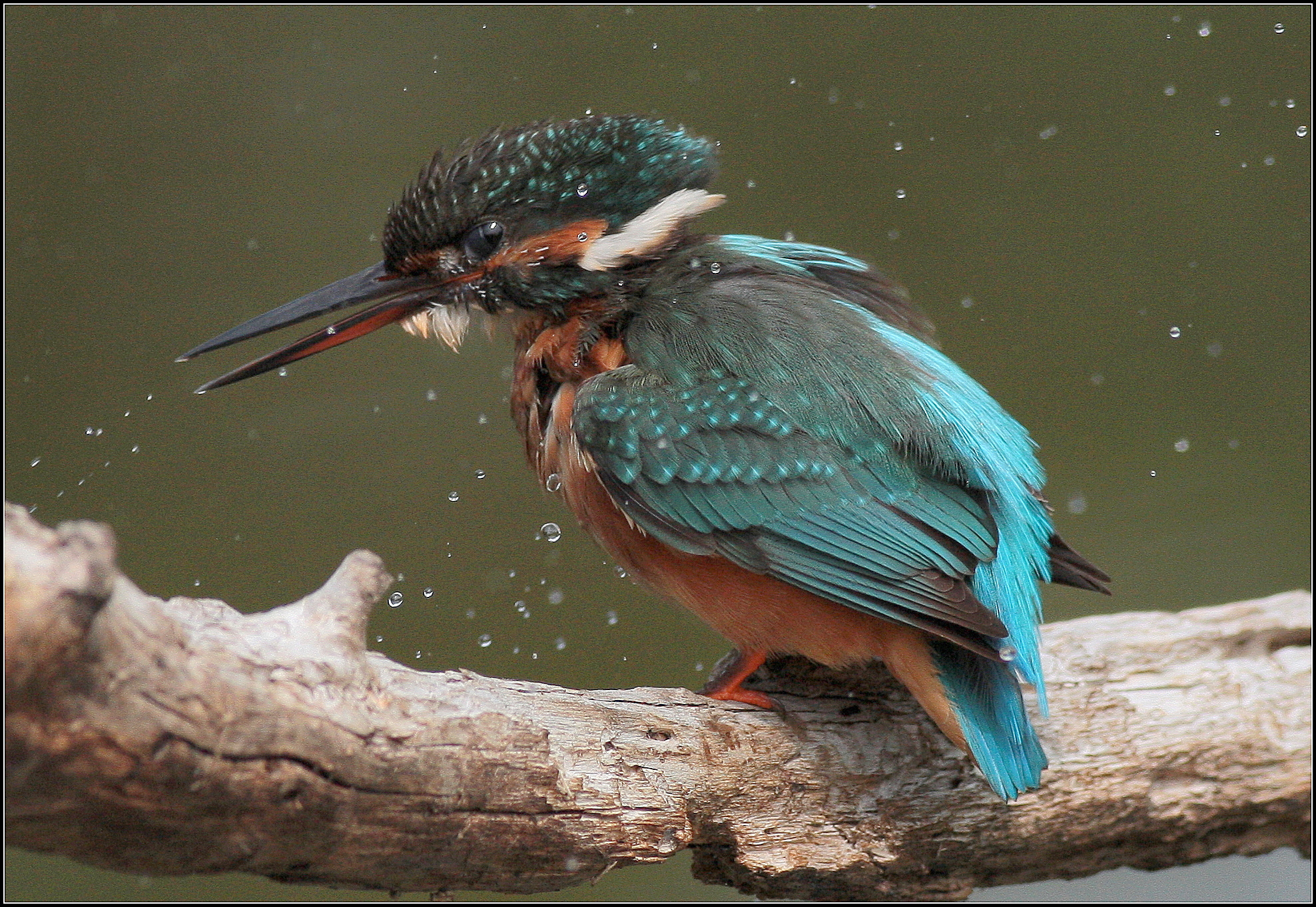 martin pescatore femmina-Alcedo atthis-kingfisher