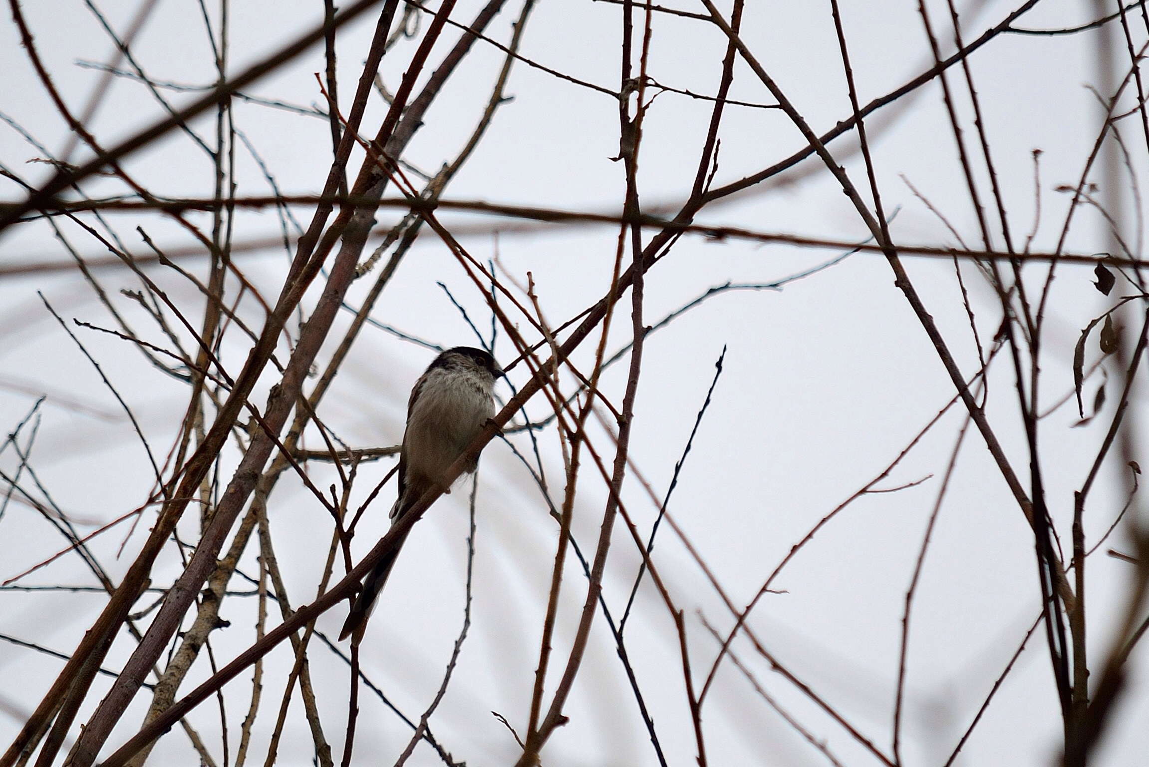 Long-tailed Tit