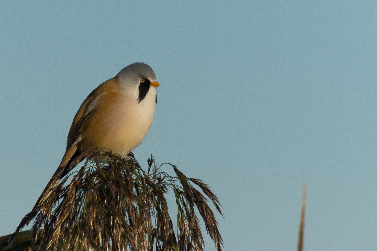 Bearded reedling