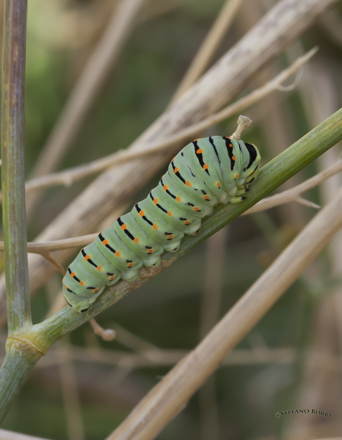 Caterpillar