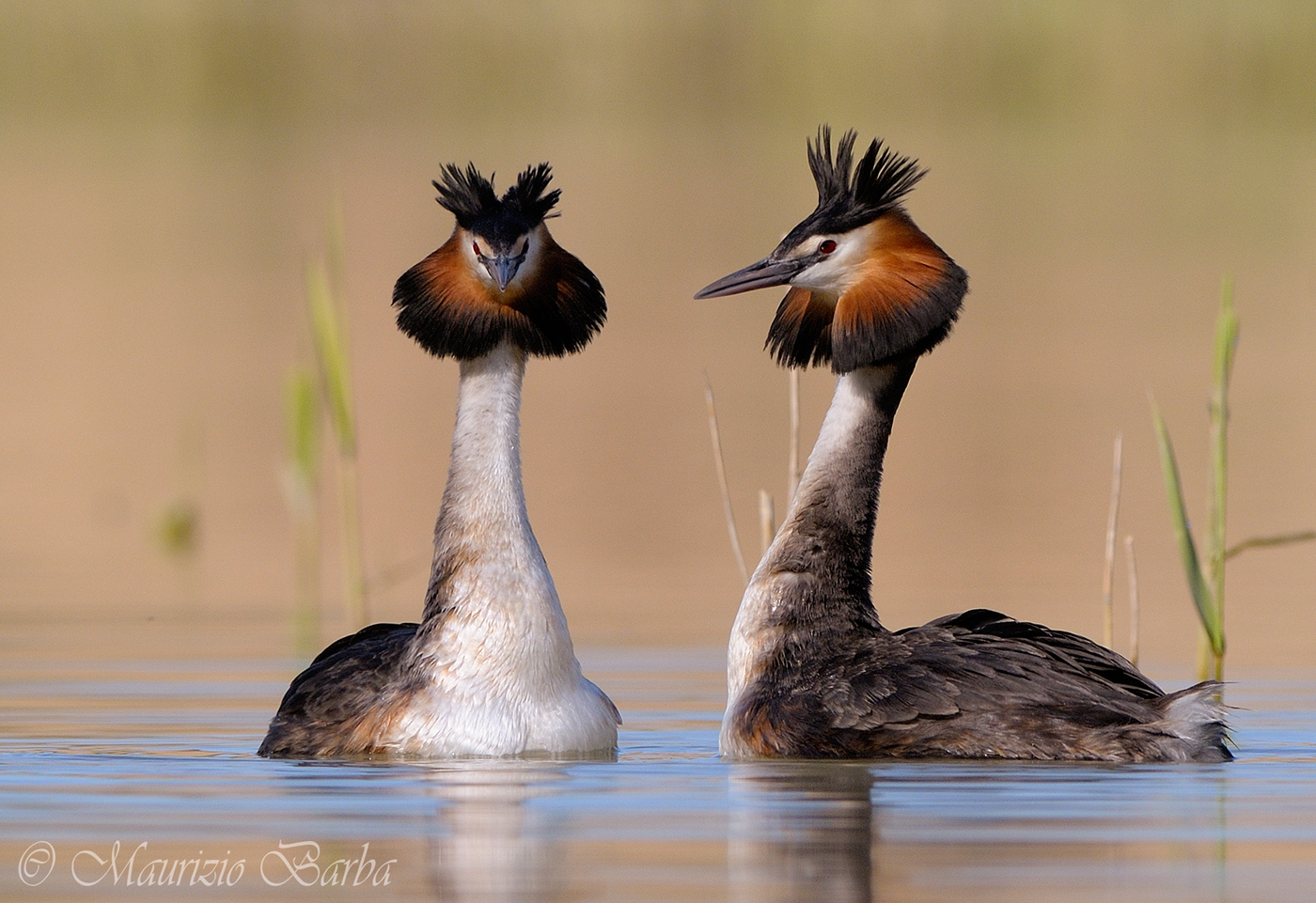 grebes