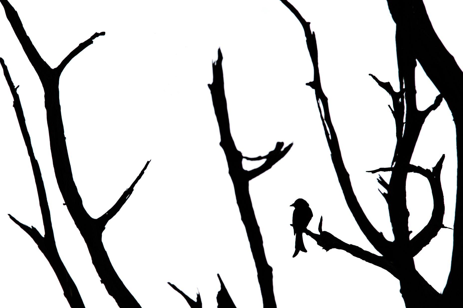 Fork tailed drongo alla maniera dell'Ukiyo-e