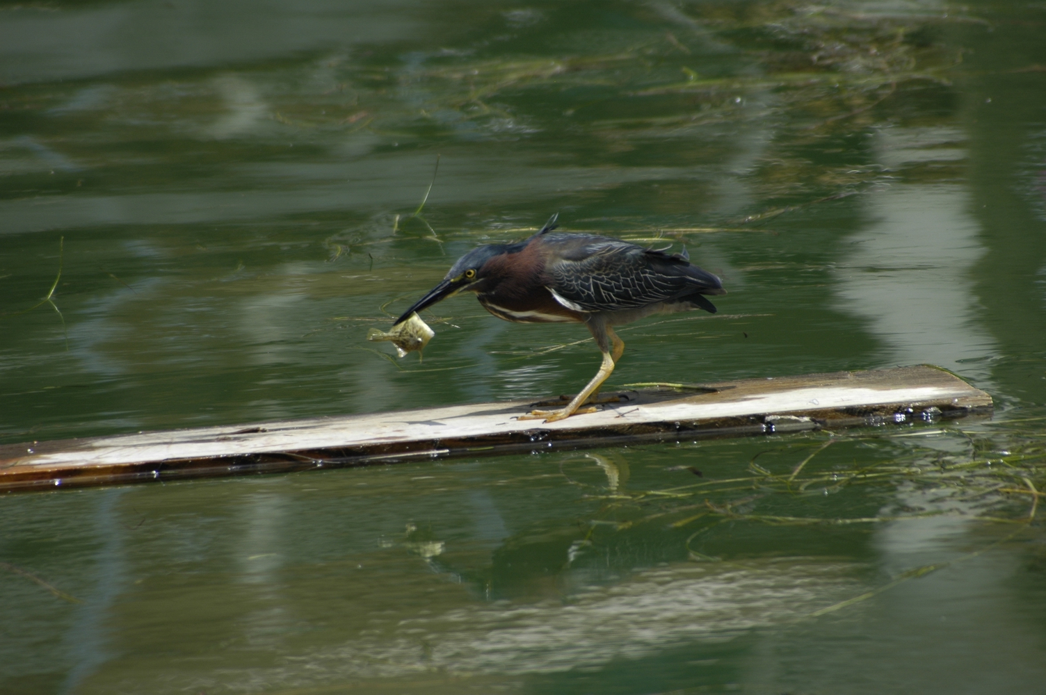 2007/06/09 a pesca - Butorides virescens