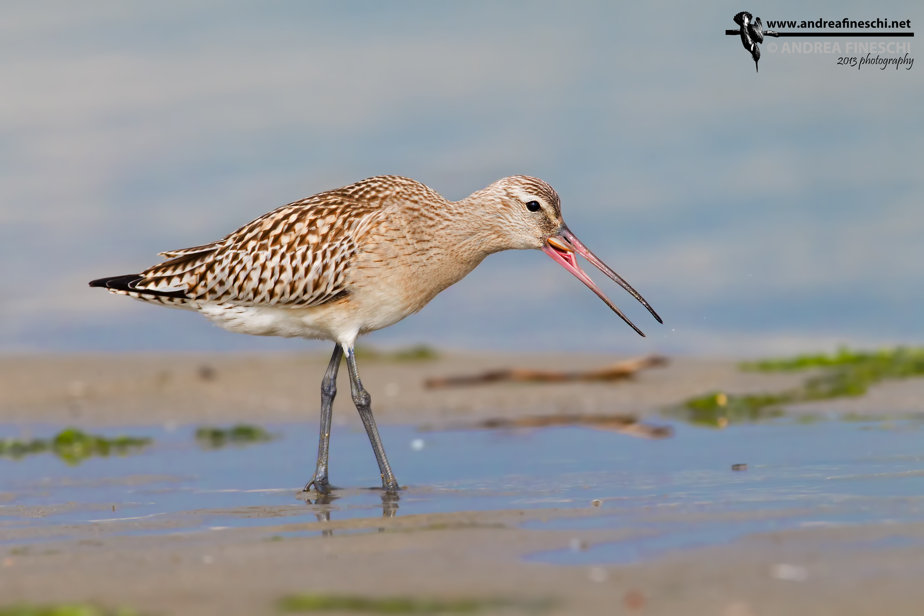 Pittima minore con arsella