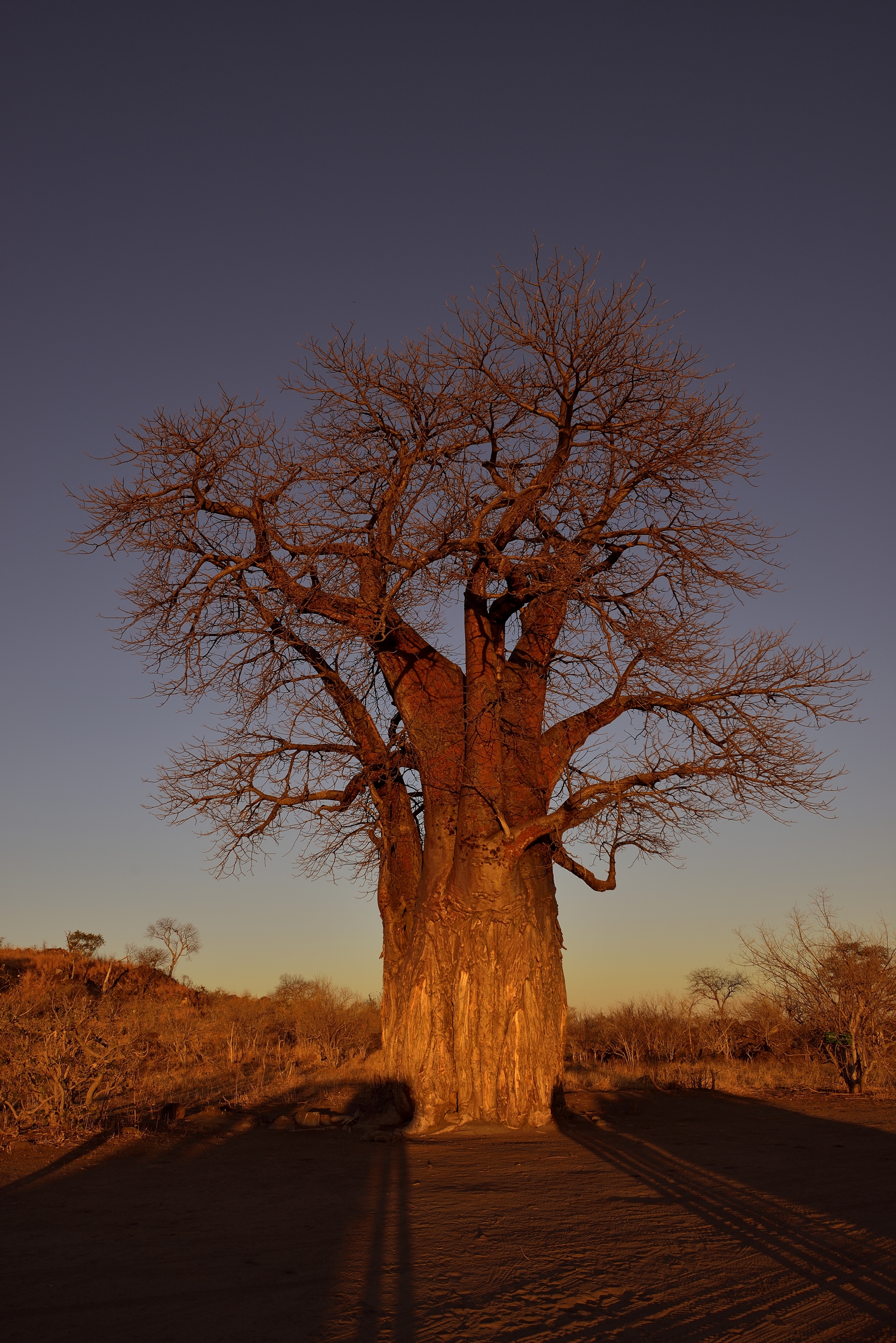 Savuti - le lunghe ombre della sera