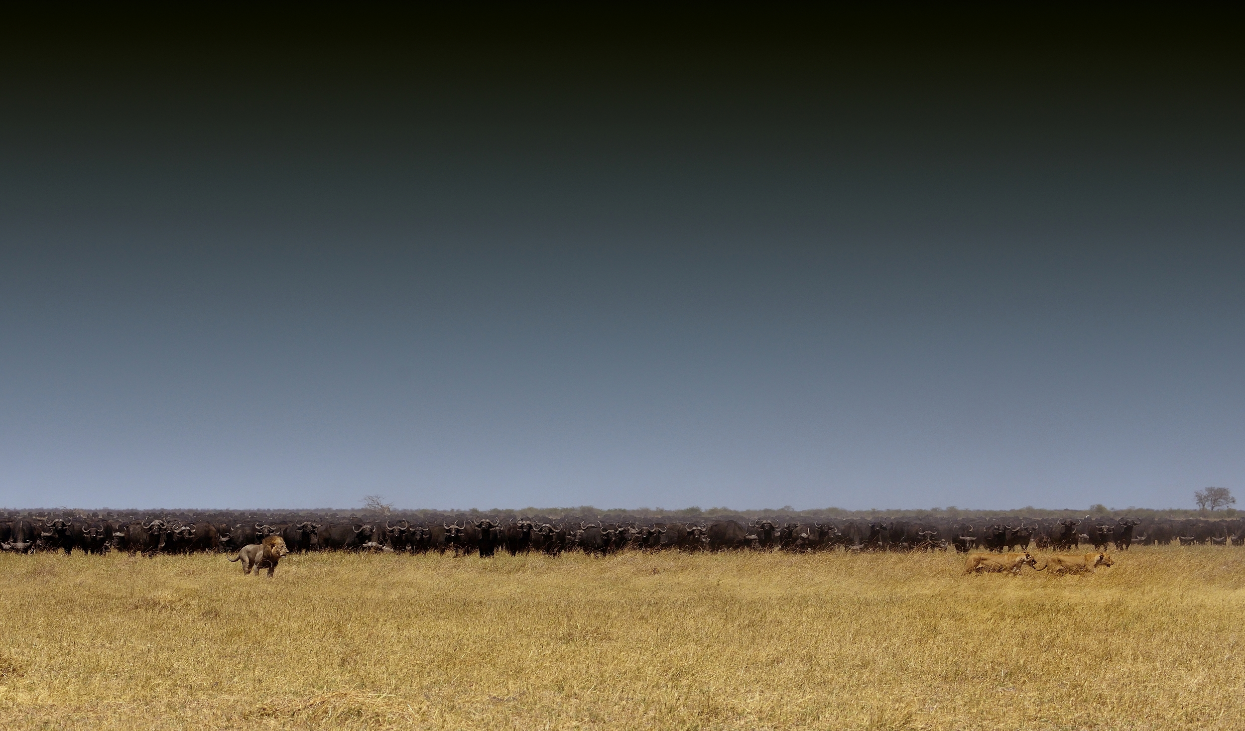 Savuti - leoni e bufali