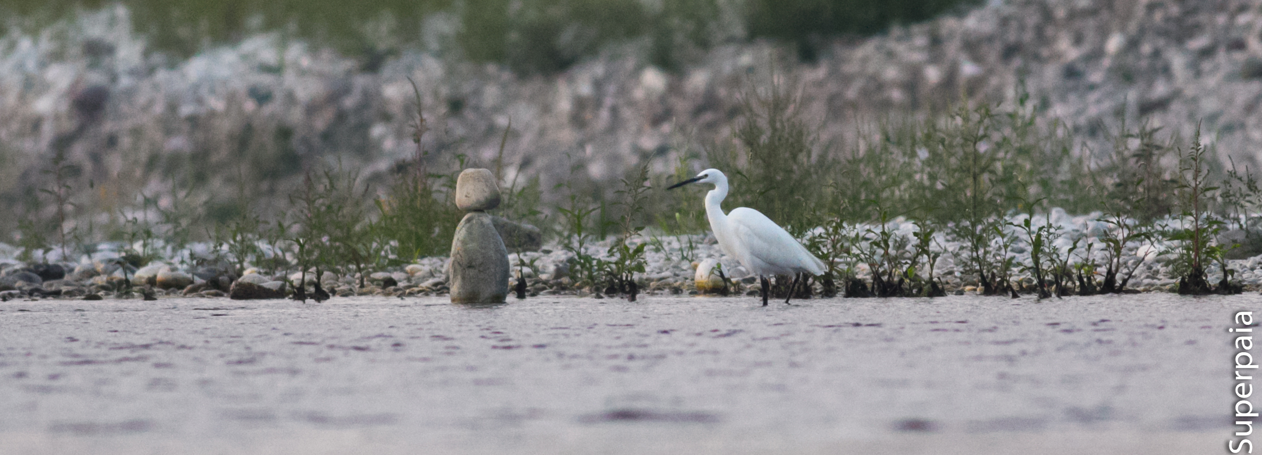 Egret curious