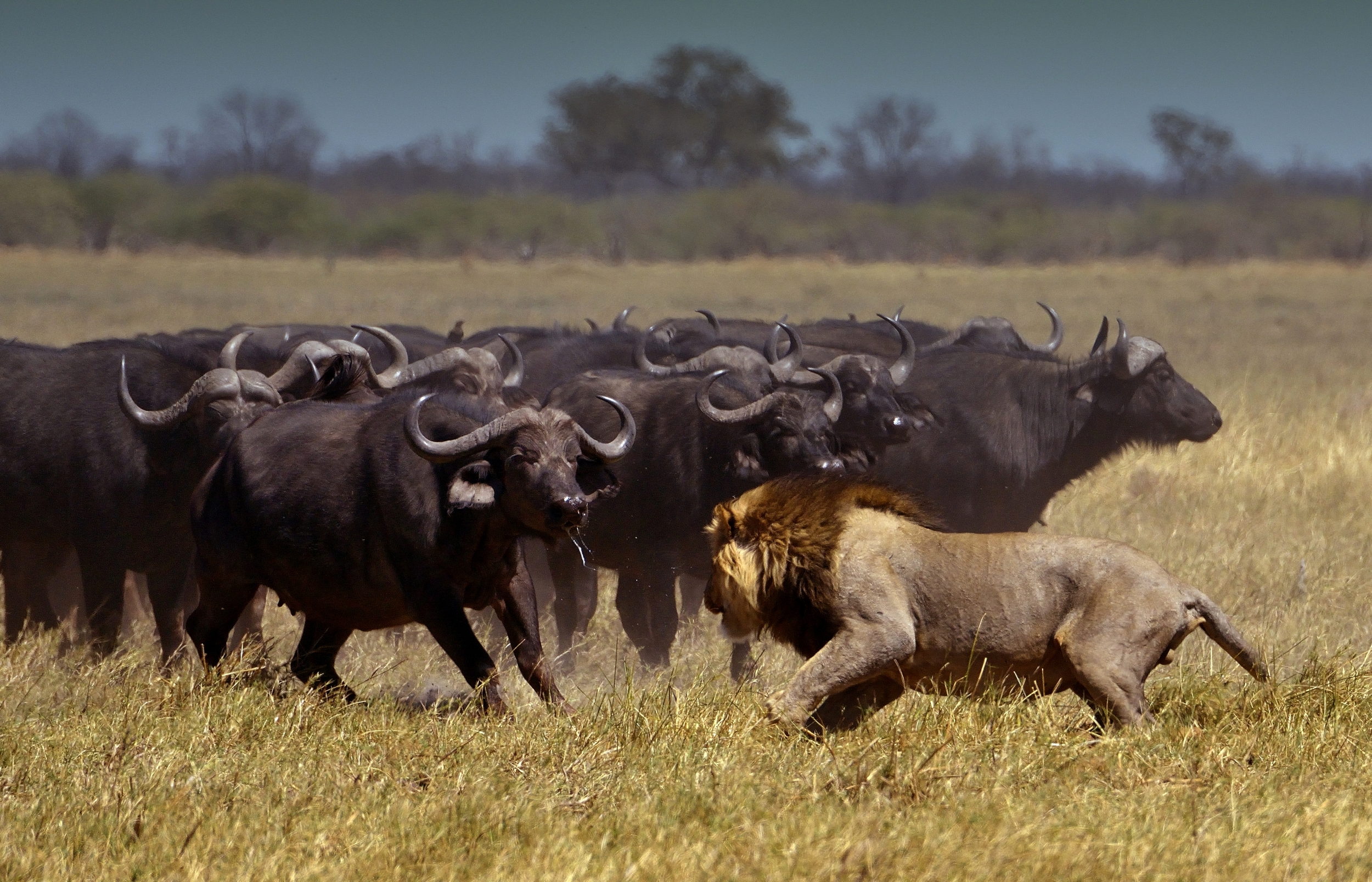Savuti - leone versus bufali