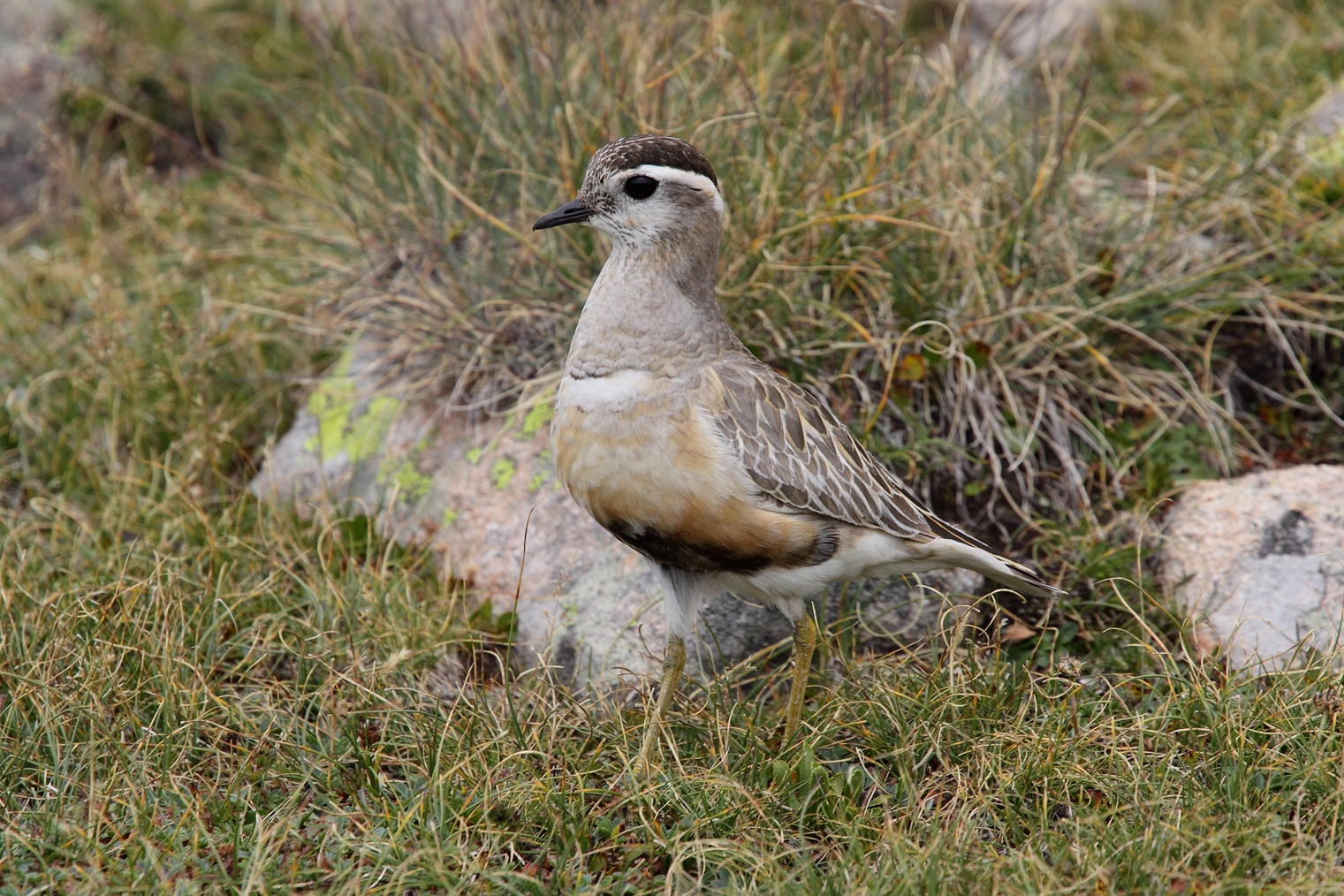 plover adult