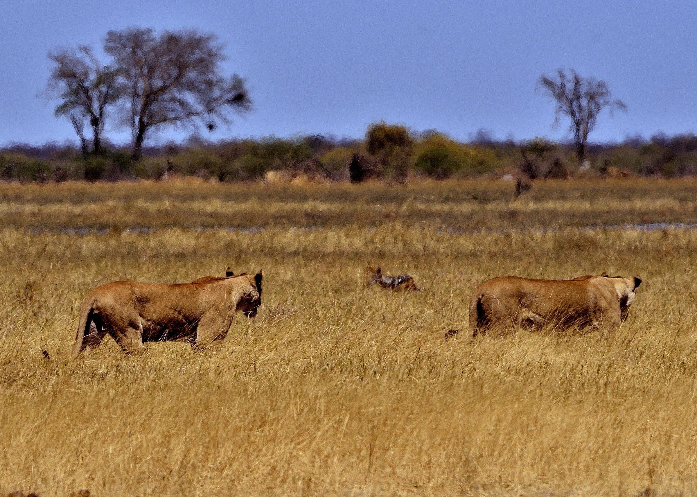 Savuti - leonesse versus sciacallo