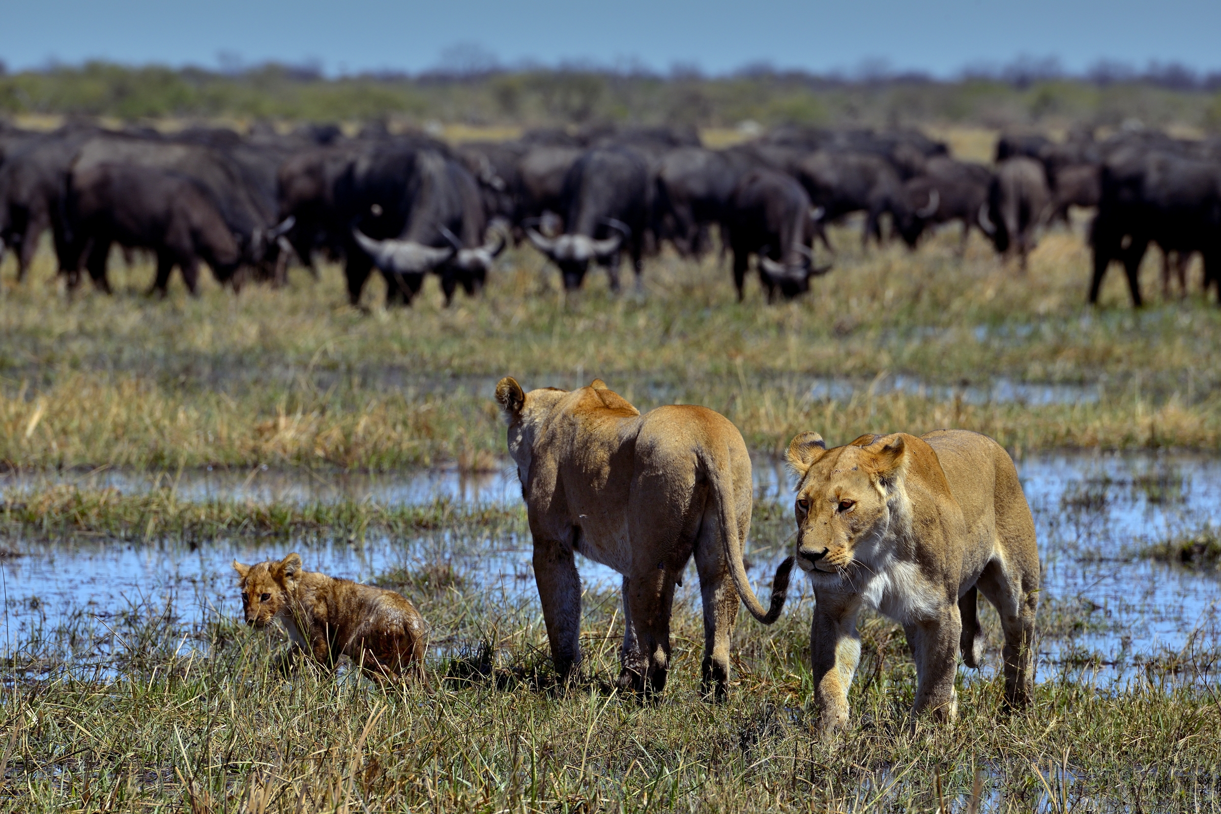 Savuti - leonesse con cuccioli