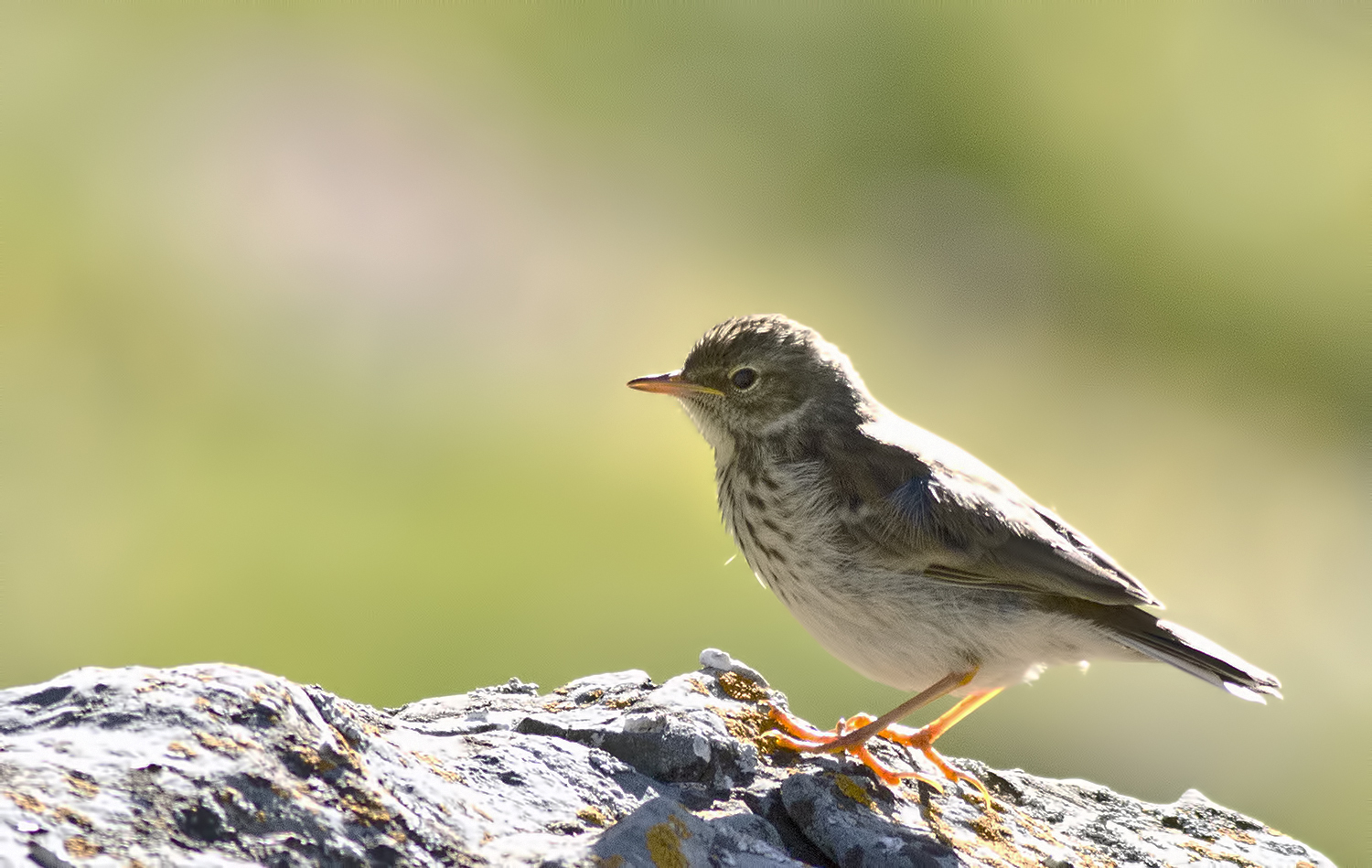 spioncello juv..controluce...radiografia arto inf dx