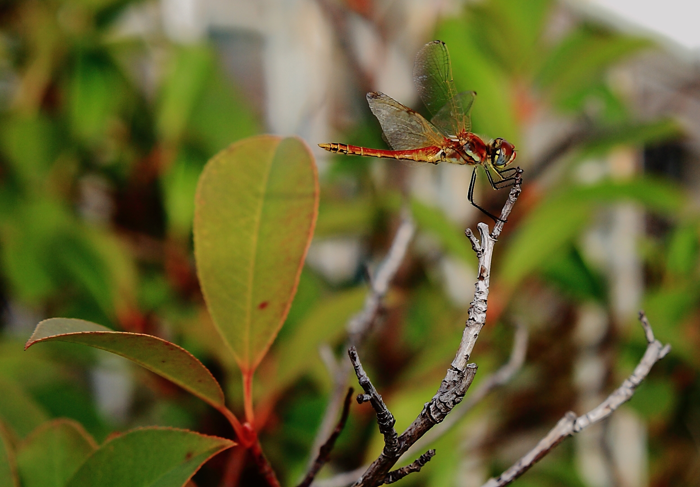 sss ... I do not see ...