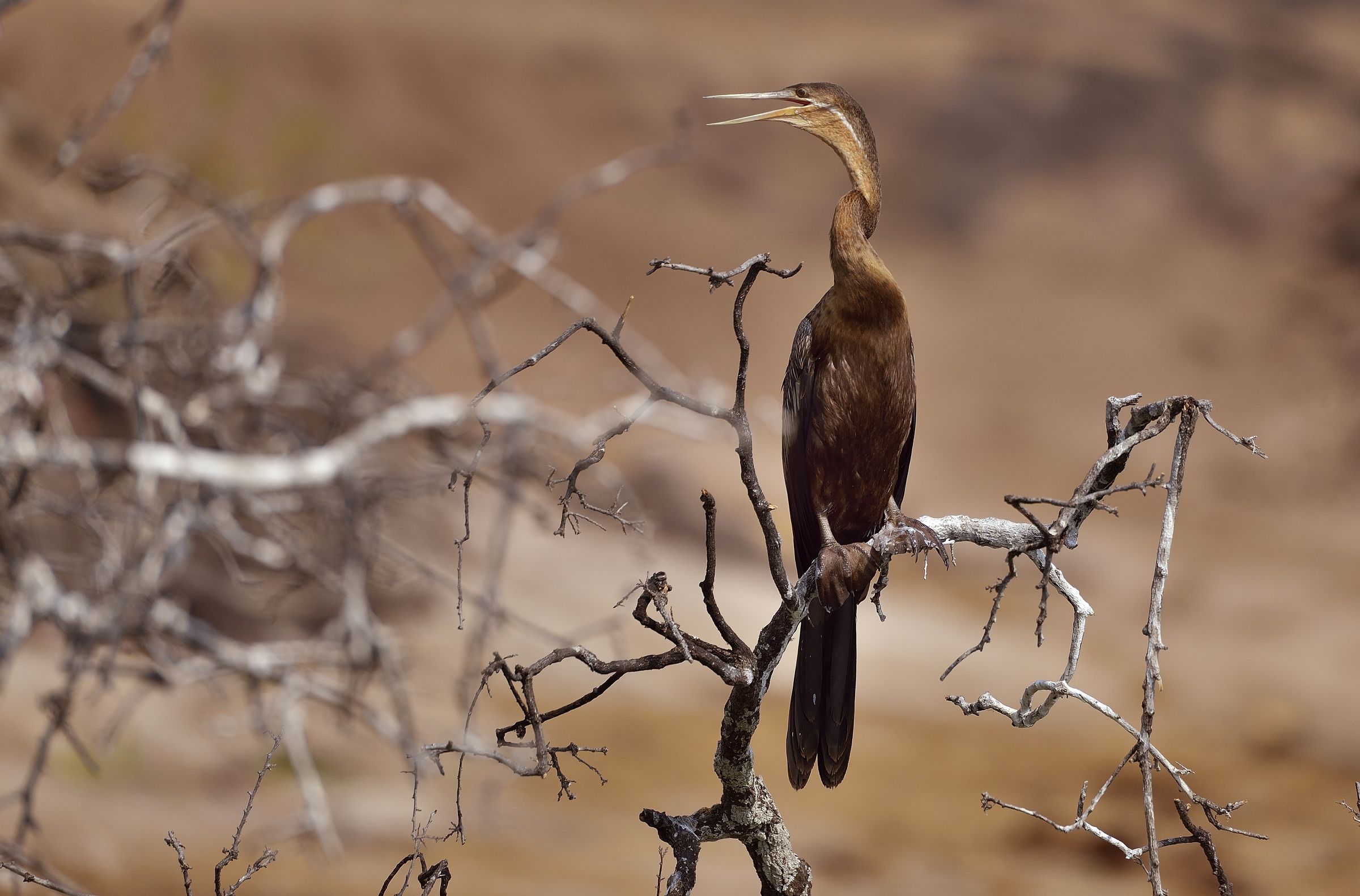 Chobe - il torcicollo dell'aninga giovane