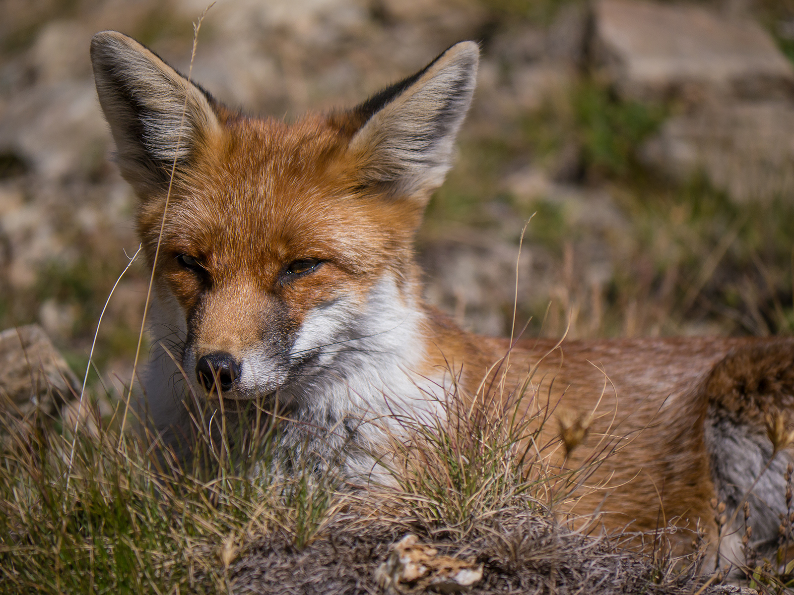Vulpes Vulpes