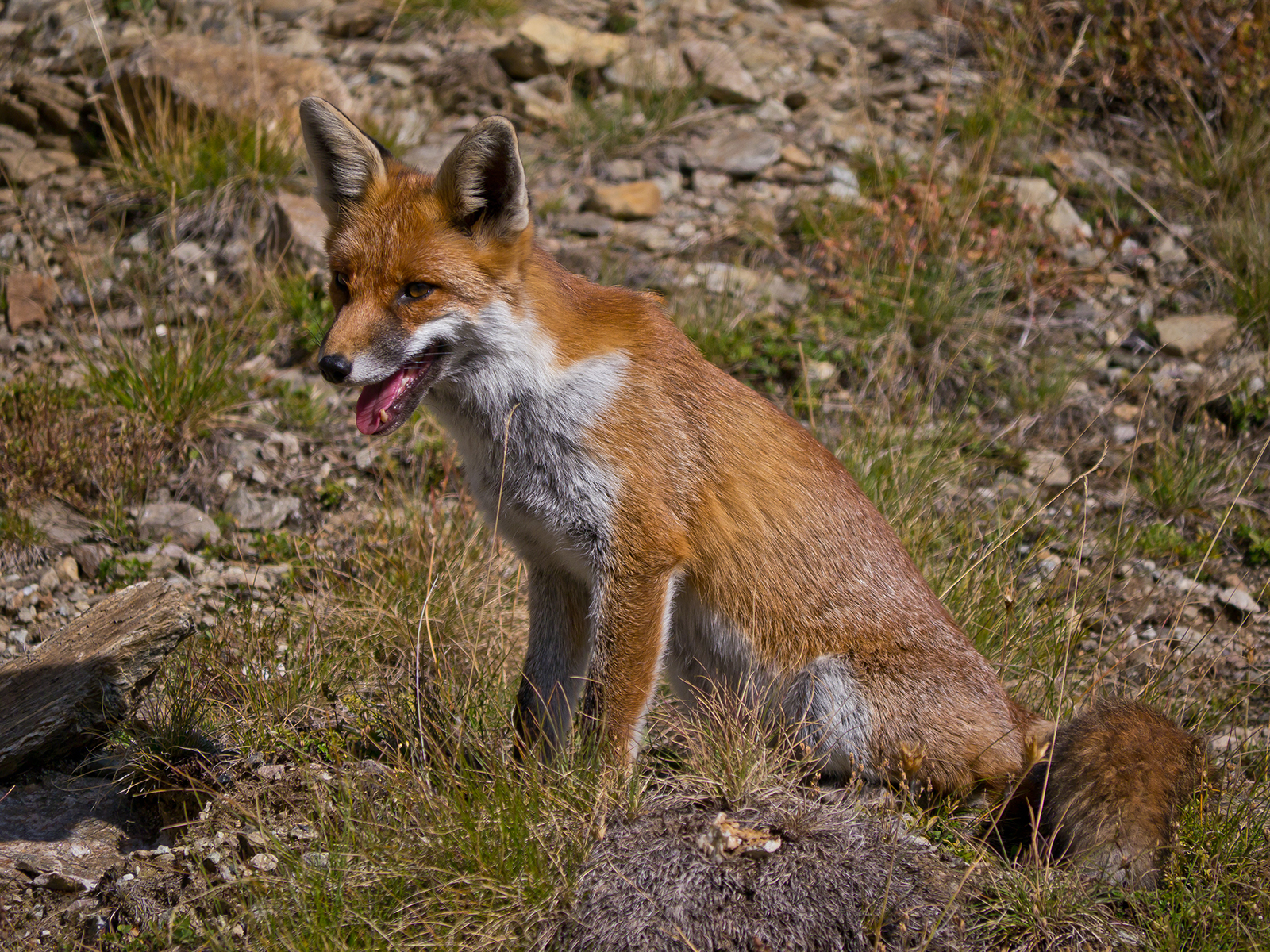 Vulpes Vulpes