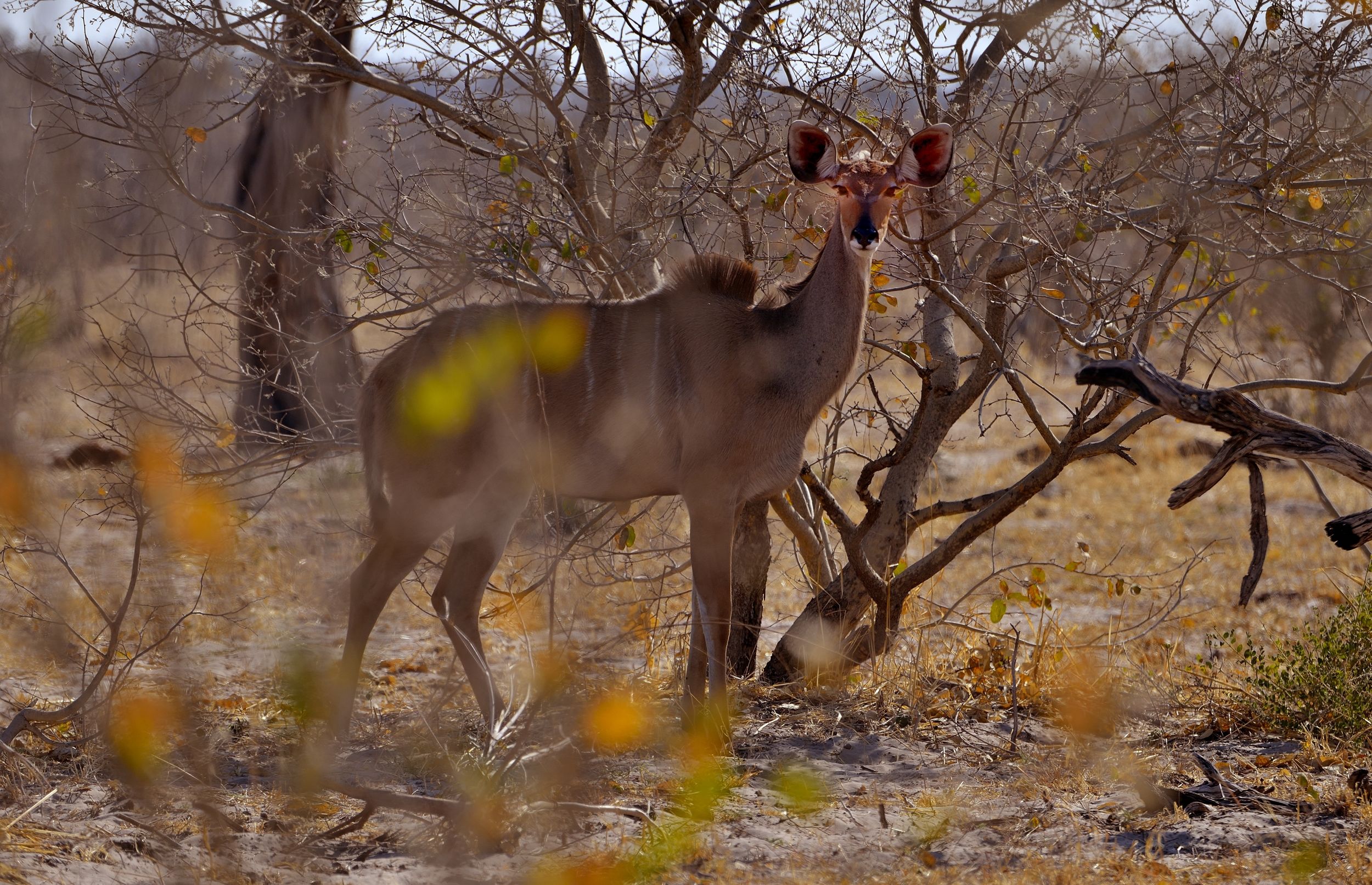 Kudu