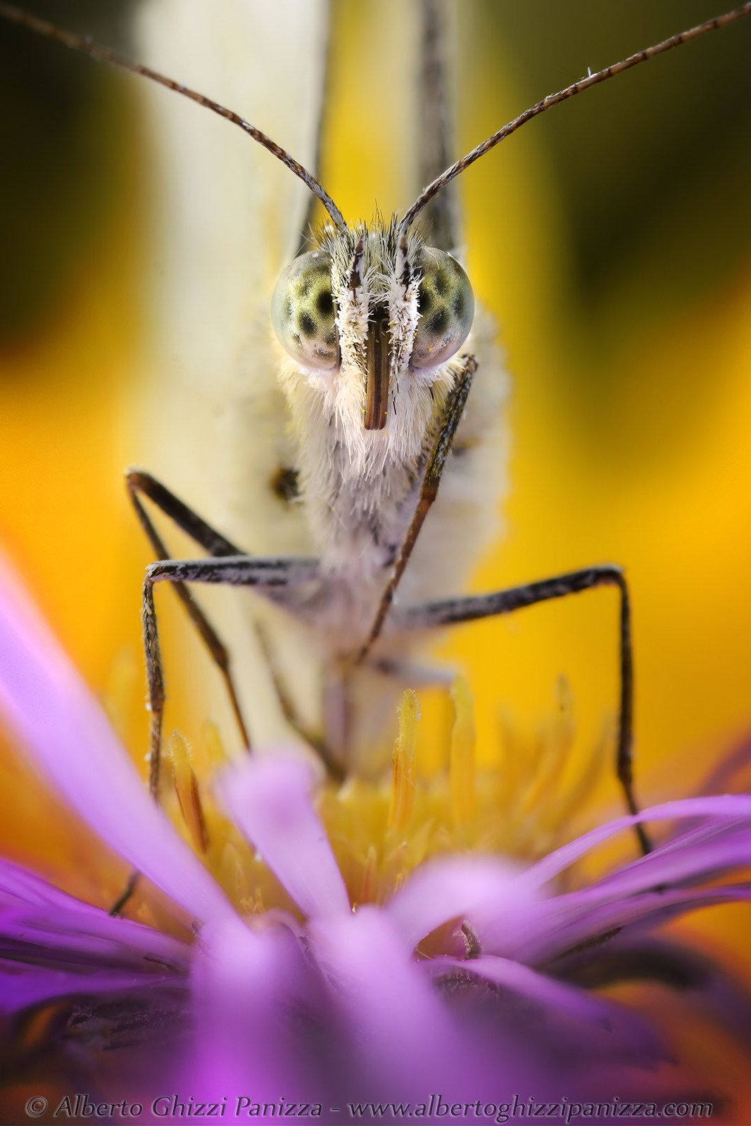 La Cavolaia ed il suo fiore