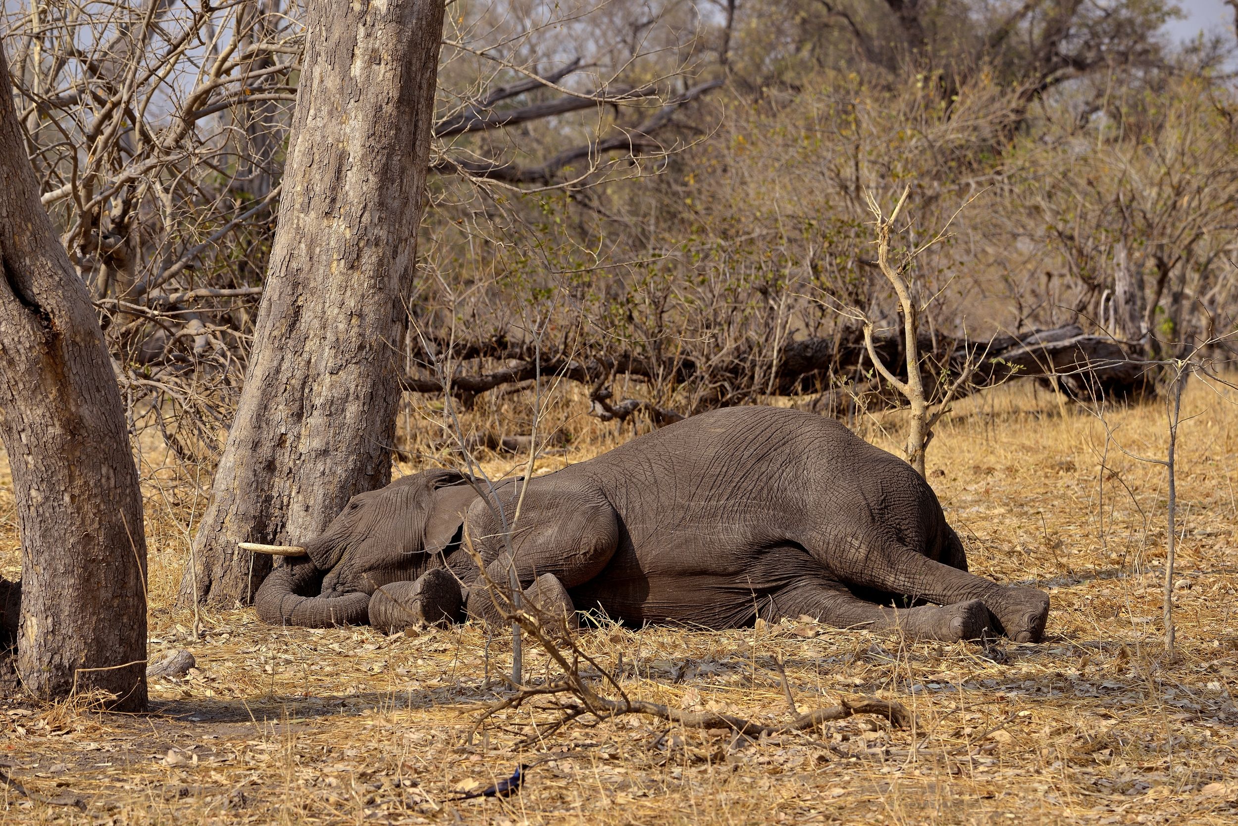 elefante ....dorme beato