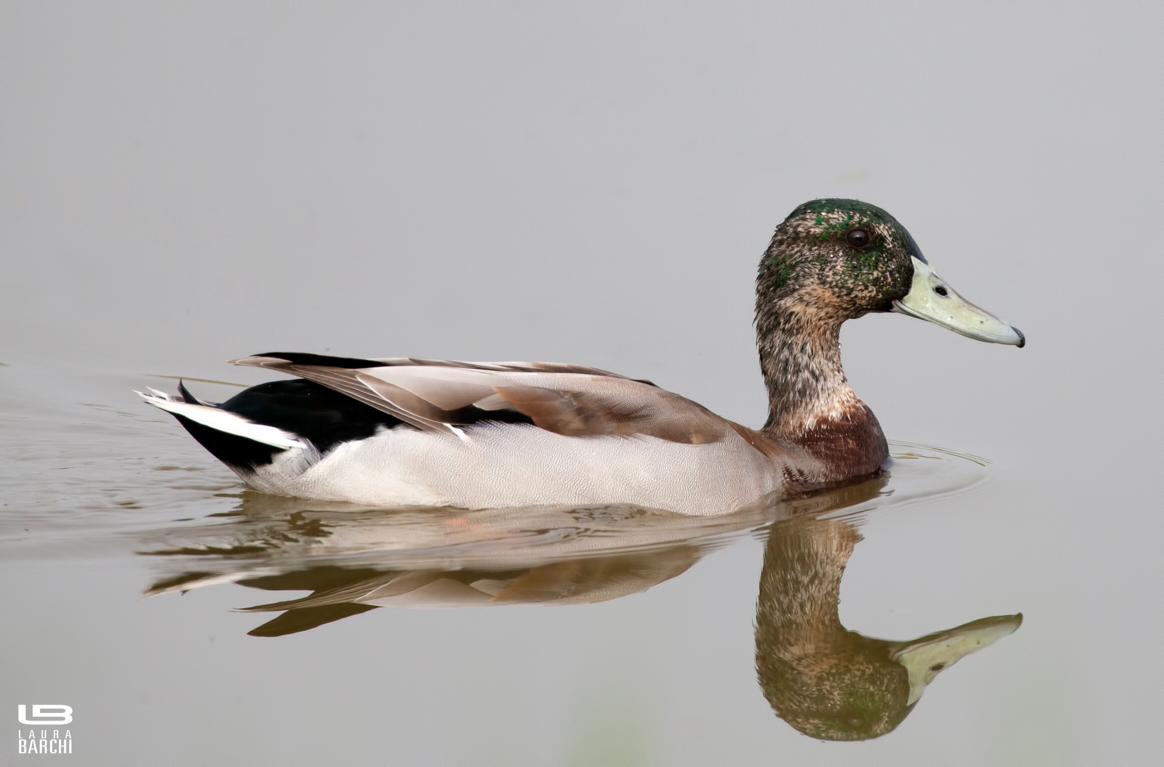 La quiete del germano