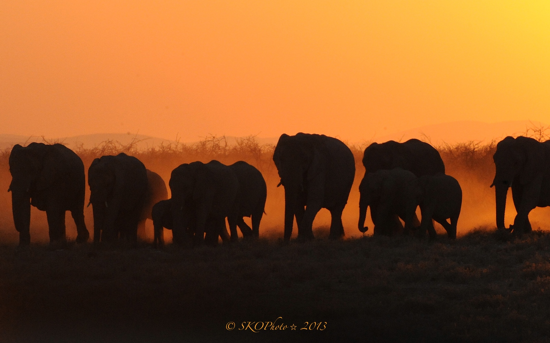 In cerca d'acqua al tramonto.