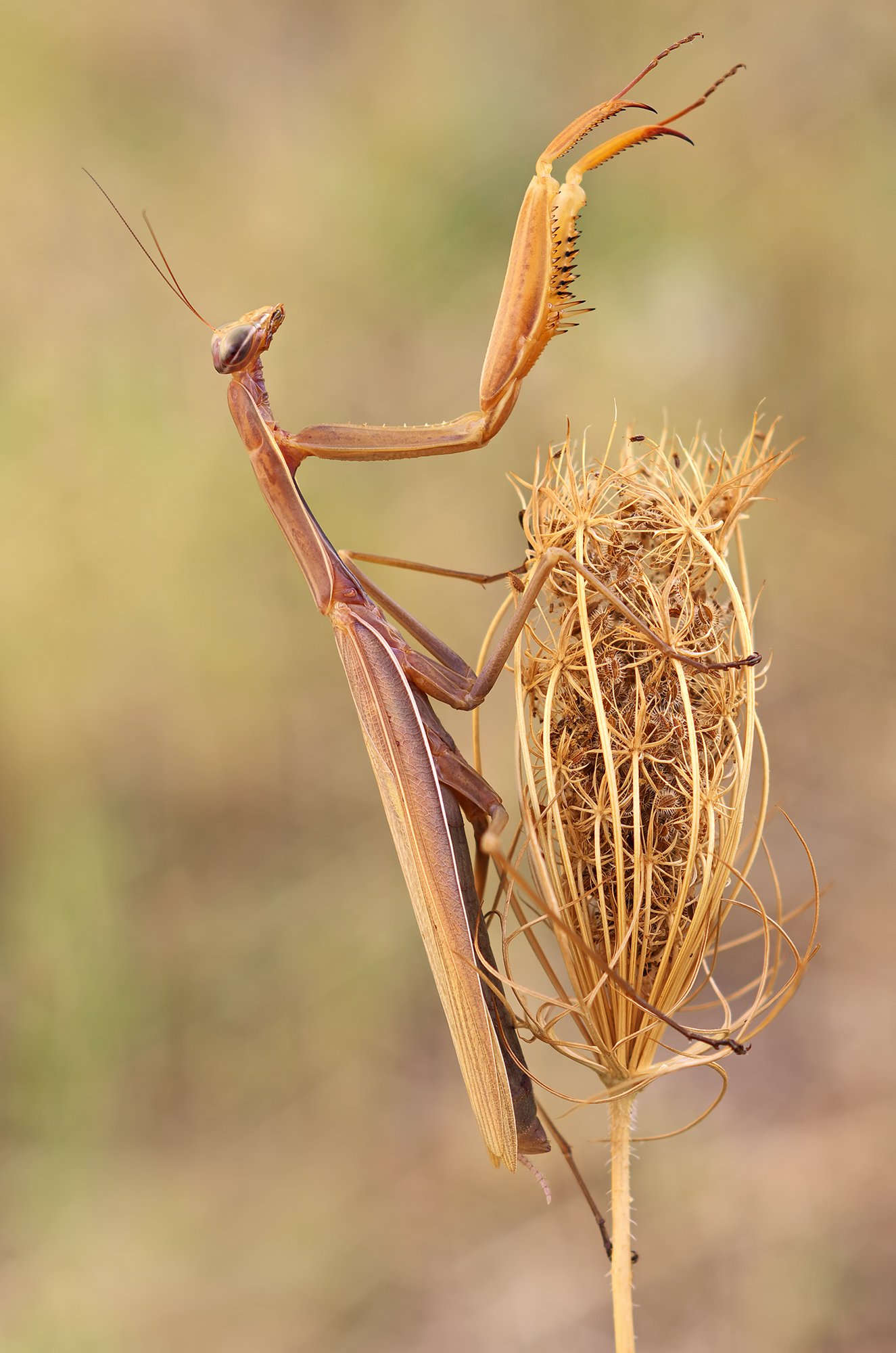 Mantis Religiosa