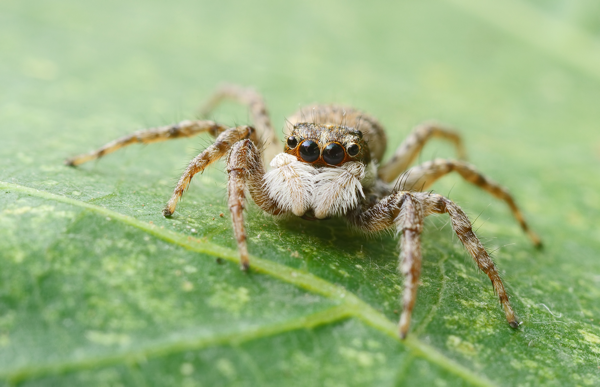 Menemerus semilimbatus