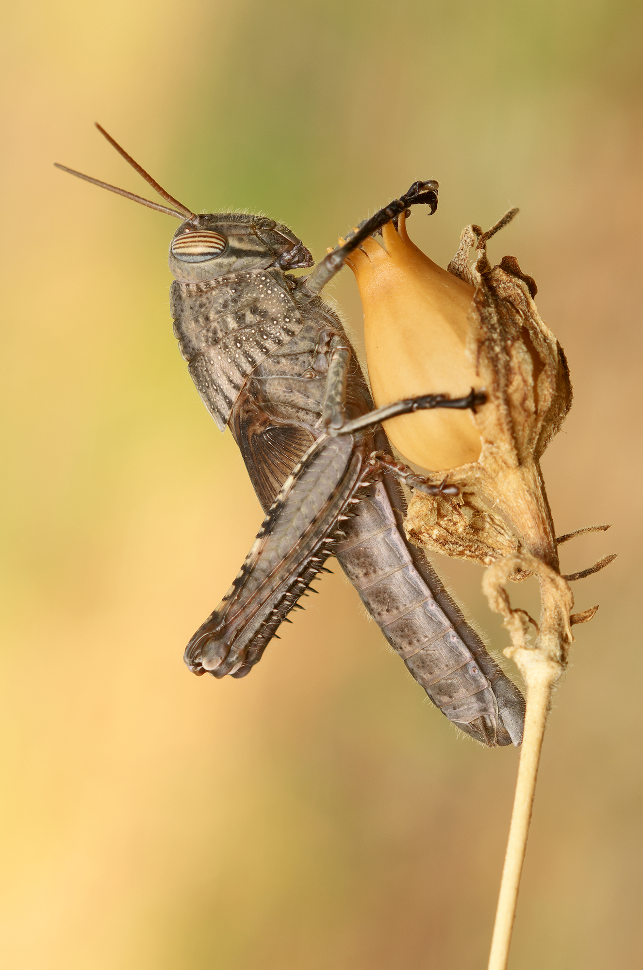 Anacridium aegyptium