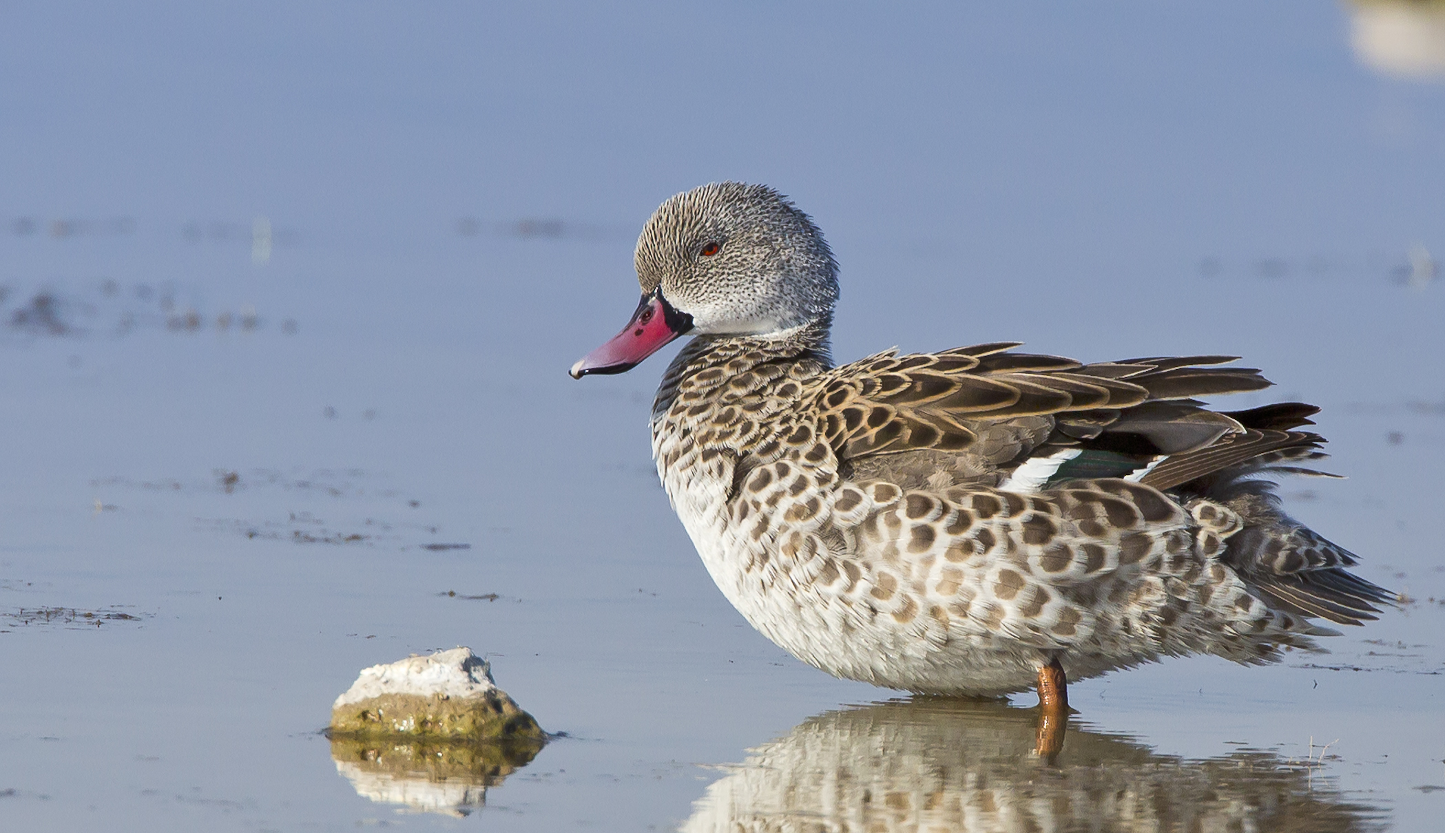 Cape Teal