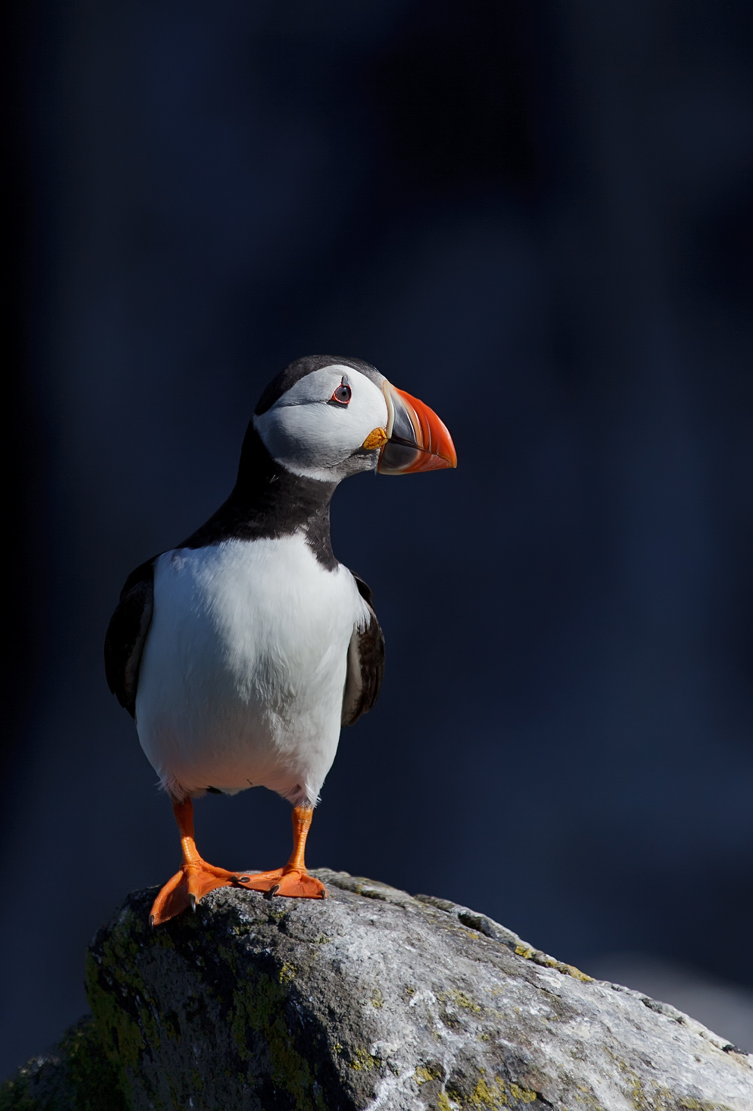 Profile of Puffin