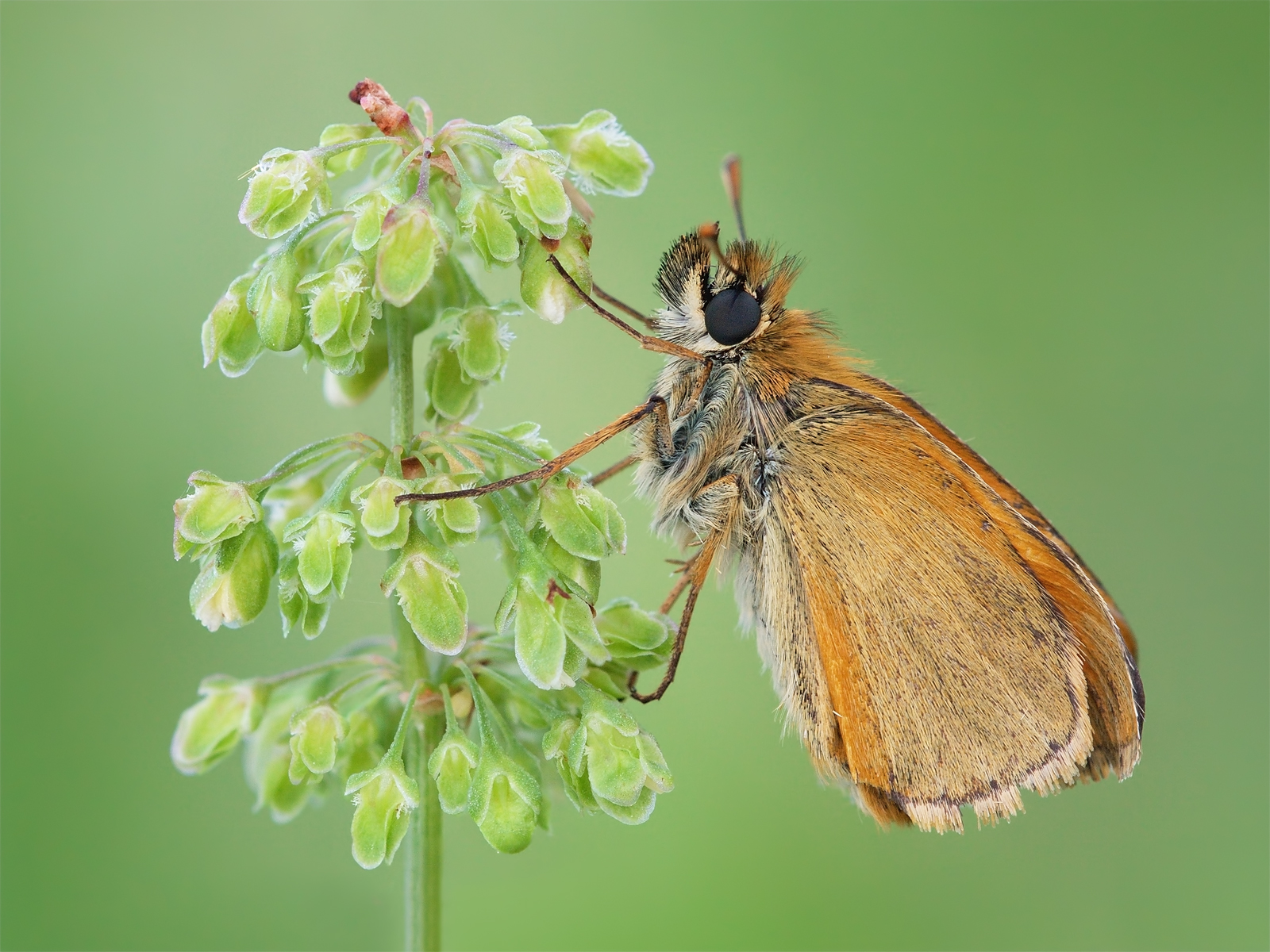 The Essex Skipper