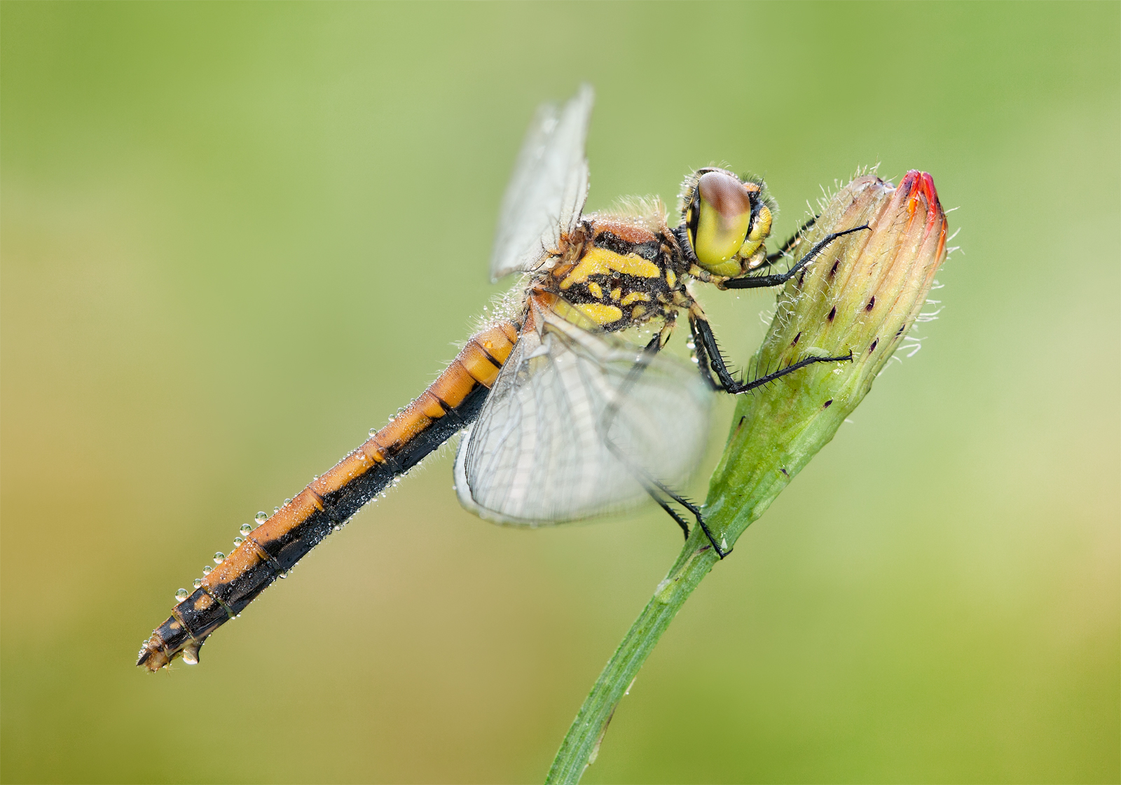 Dragonfly